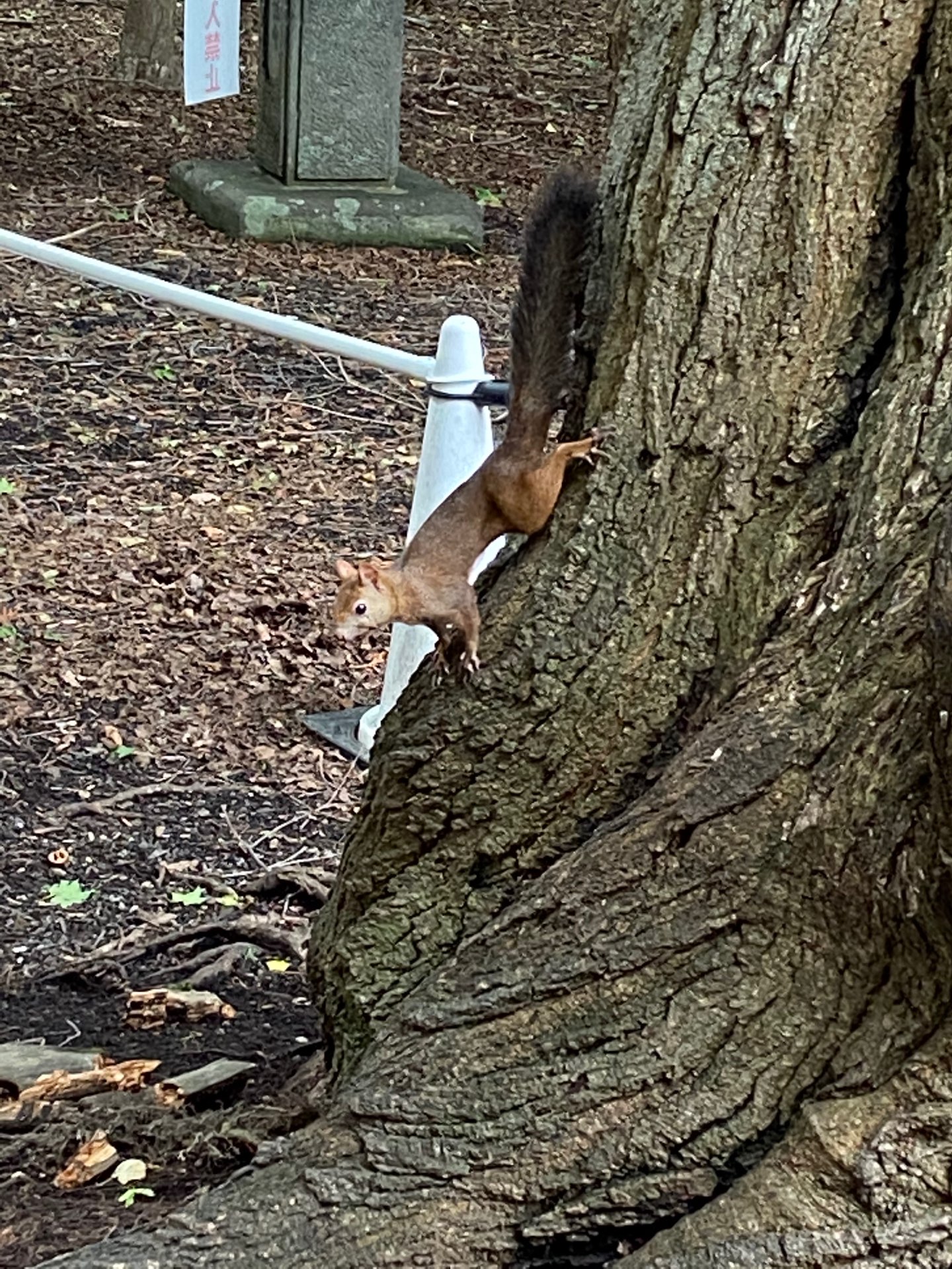 しもふささんのプロフィール画像