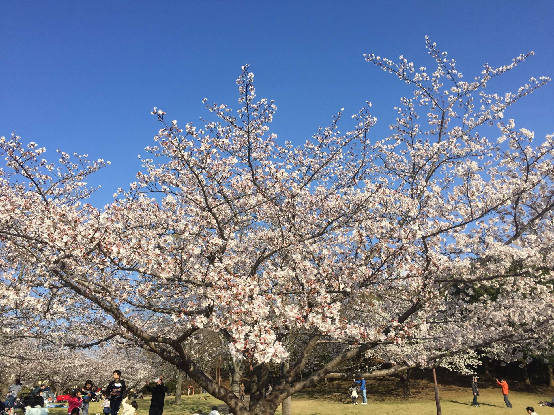さくらさんのプロフィール画像