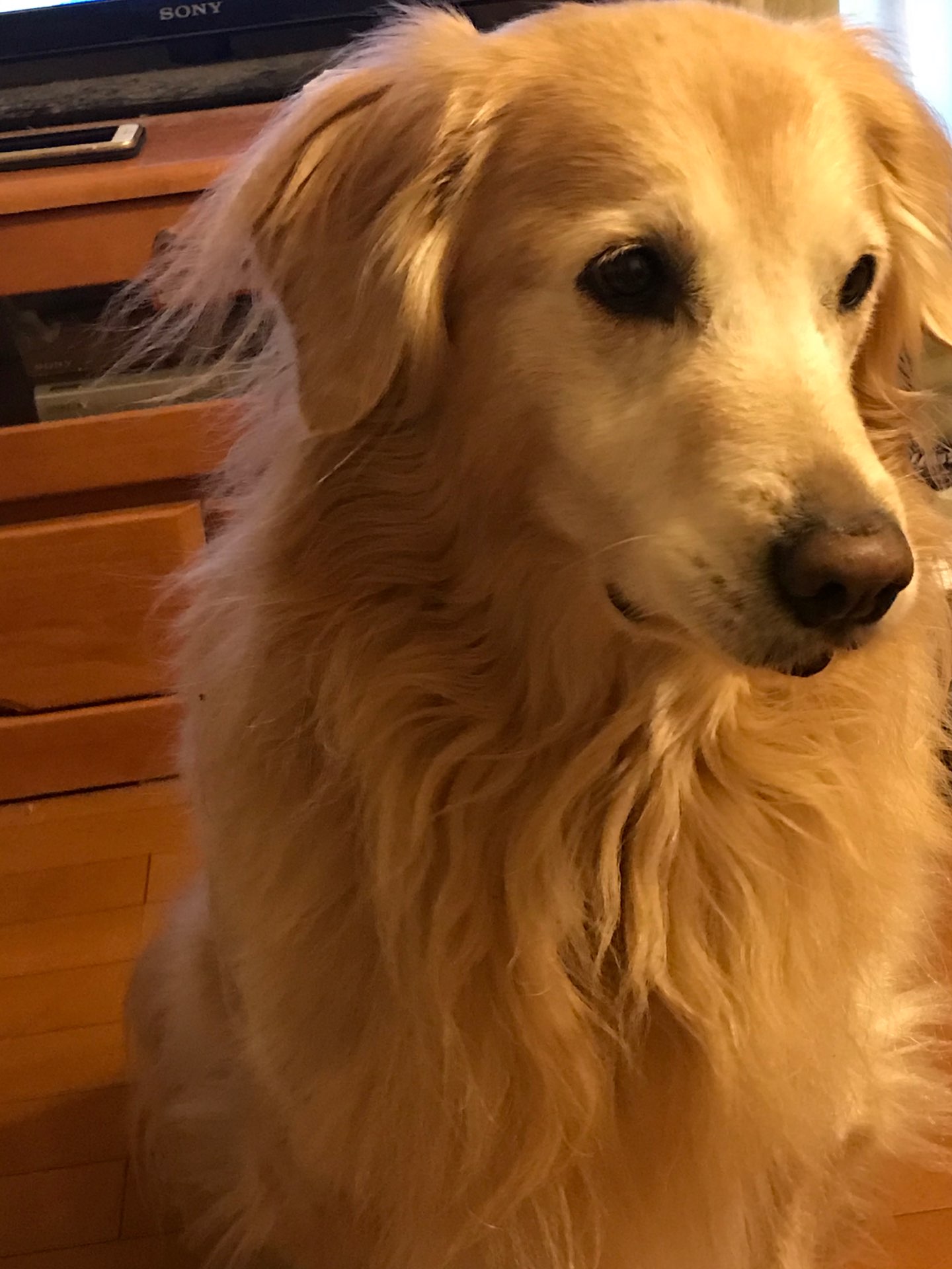 コロンさんのプロフィール画像