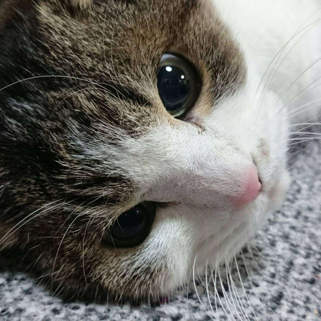 モモたんさんのプロフィール画像