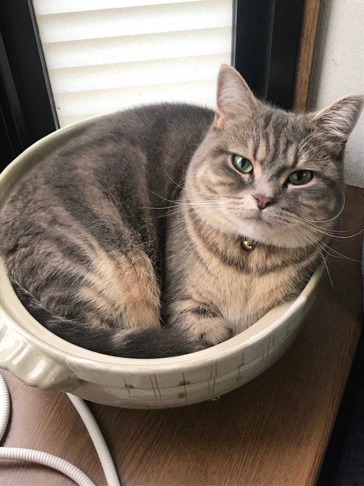 めるにゃんさんのプロフィール画像