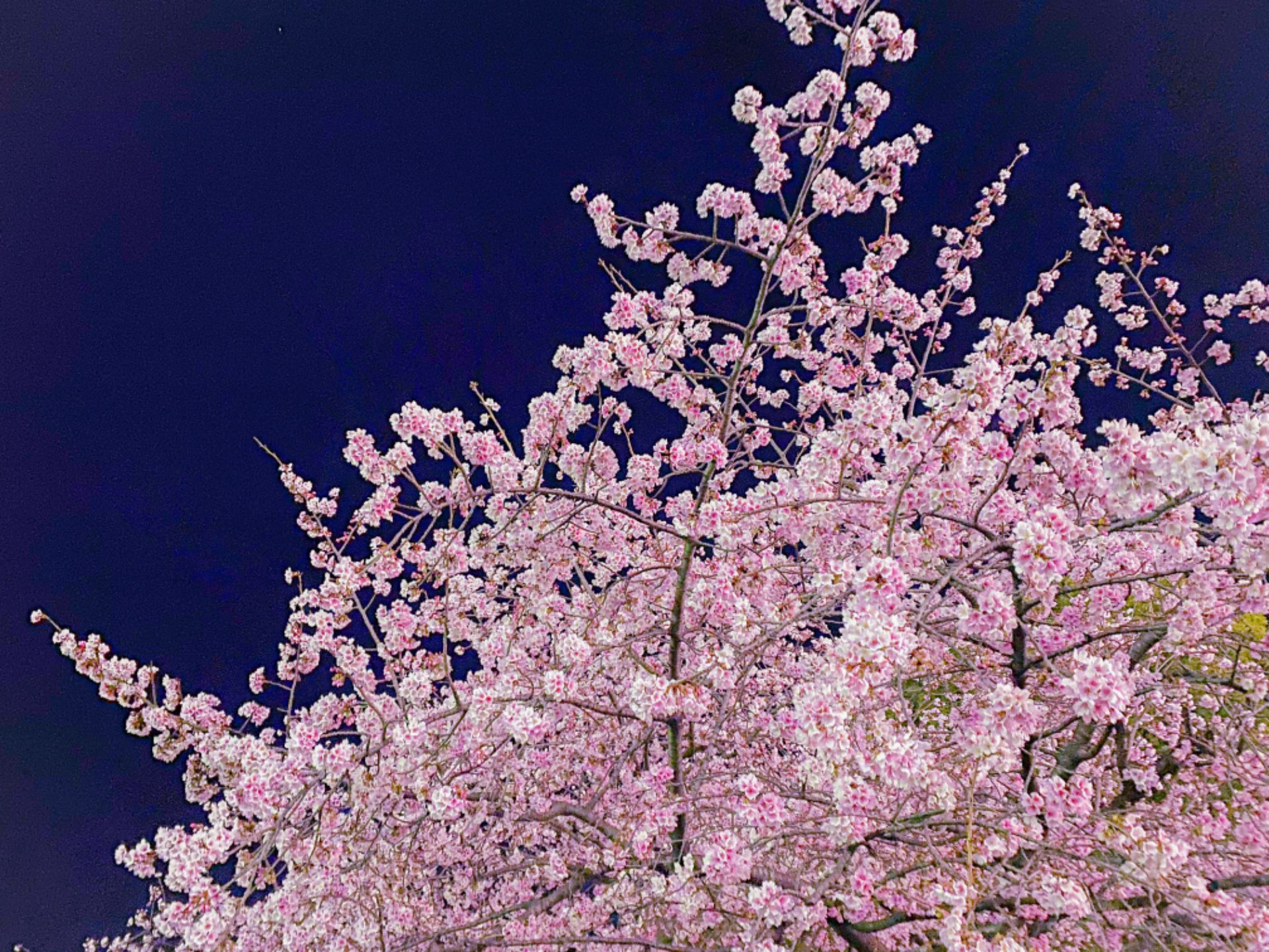 聖奈さんのプロフィール画像