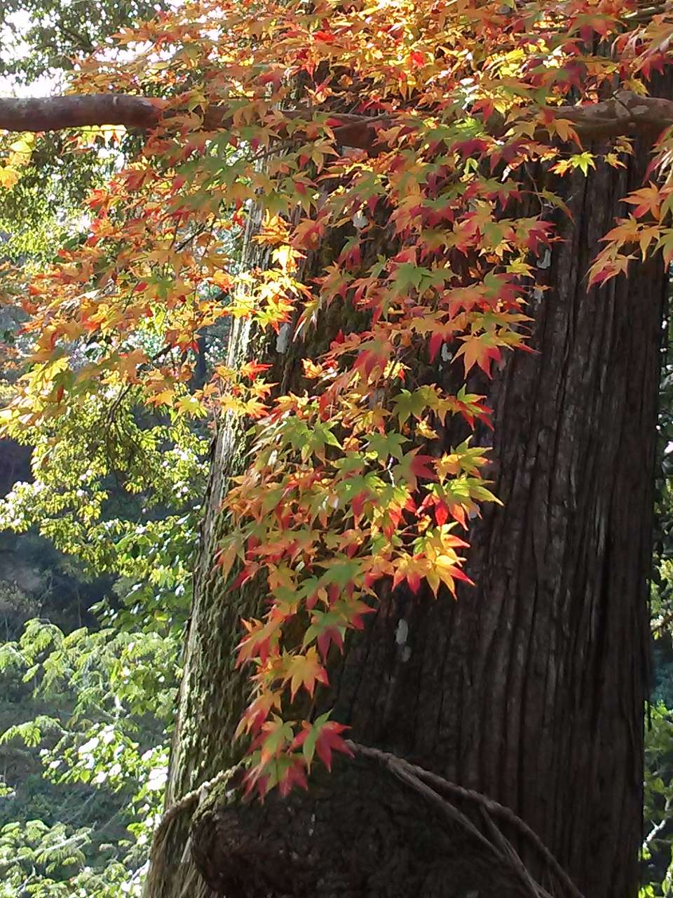 オモナさんのプロフィール画像