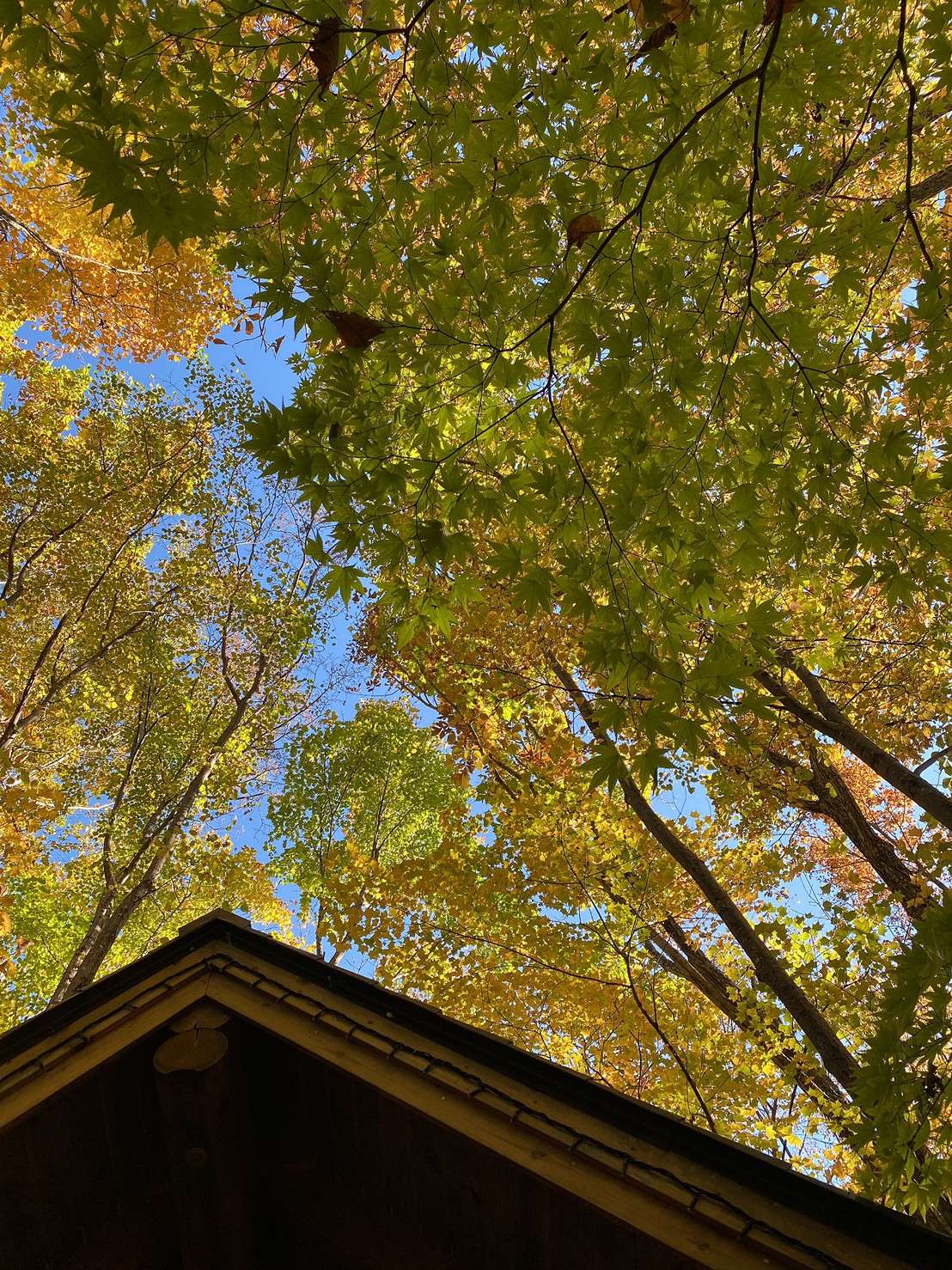 なぴさんのプロフィール画像