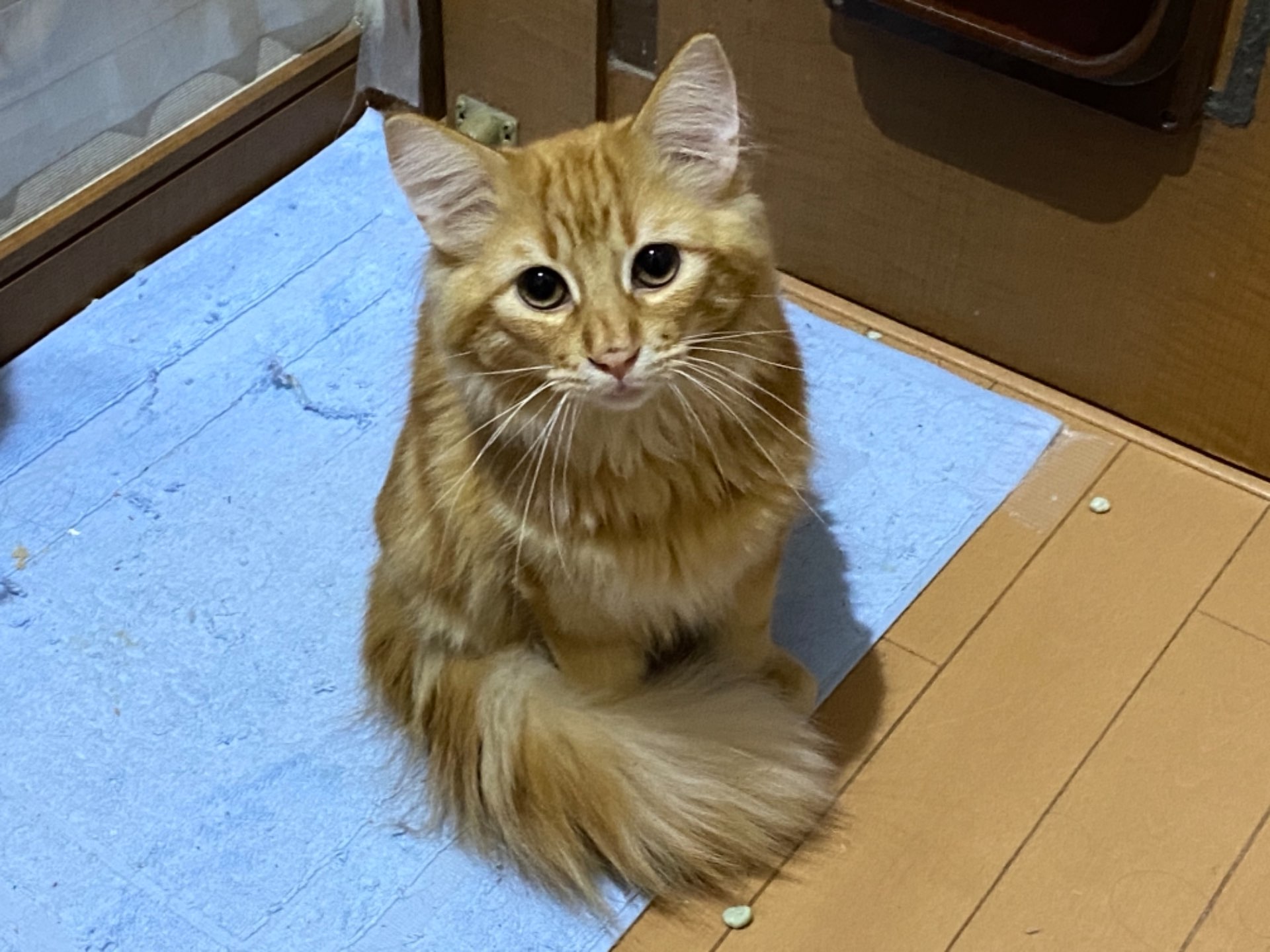 たまちゃんさんのプロフィール画像