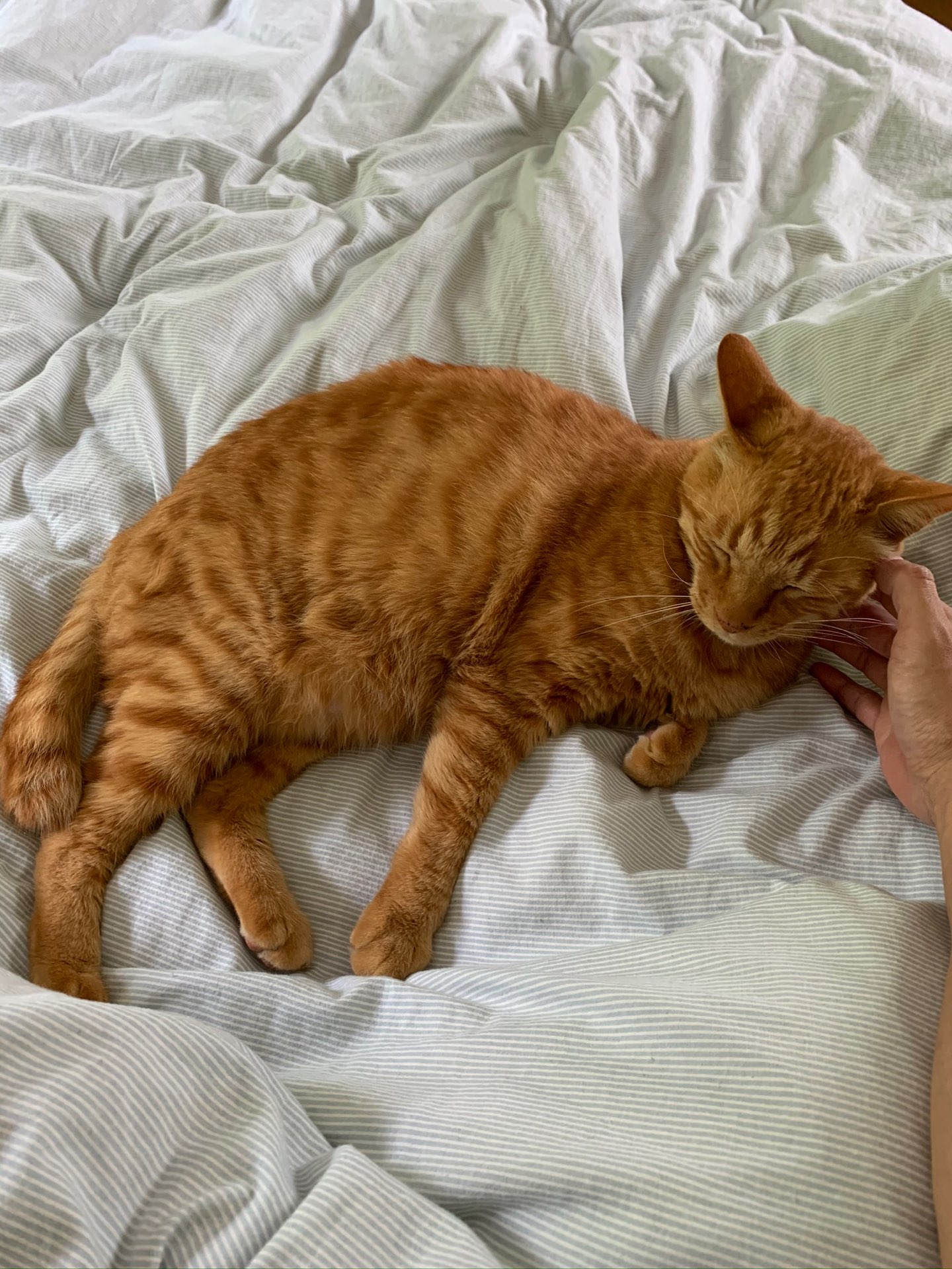 のるせらさんのプロフィール画像