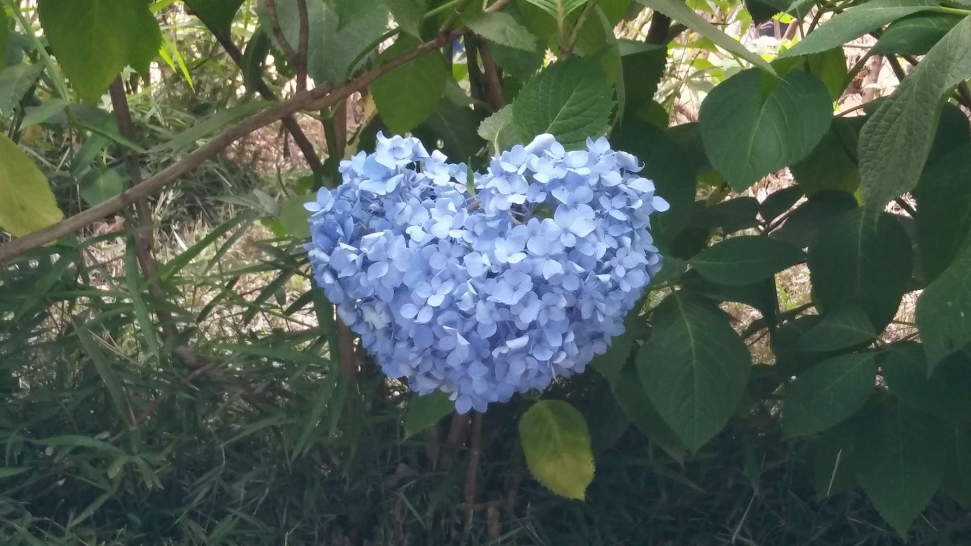 ゆりかり☆さんのプロフィール画像