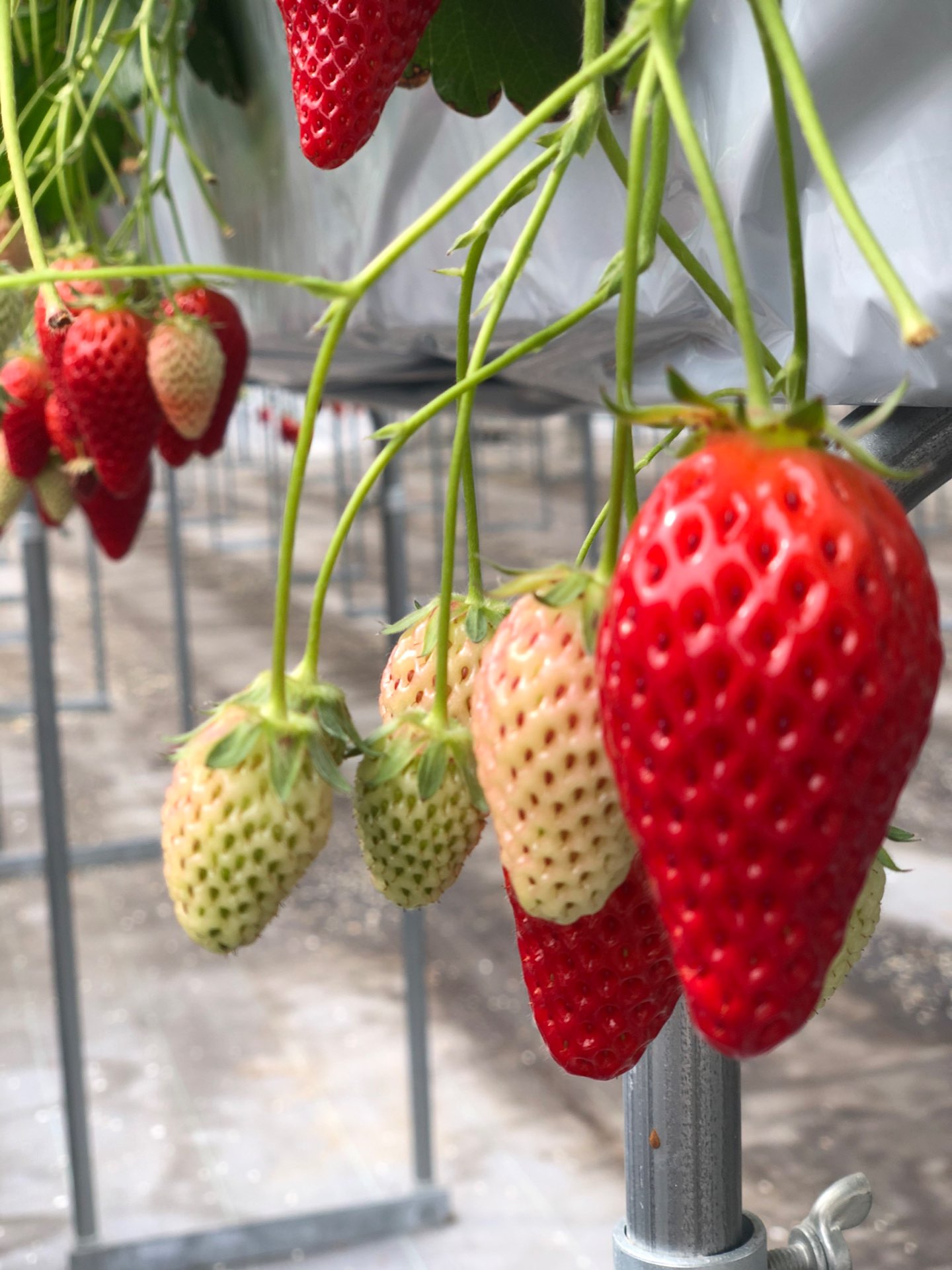 hadukoさんのプロフィール画像