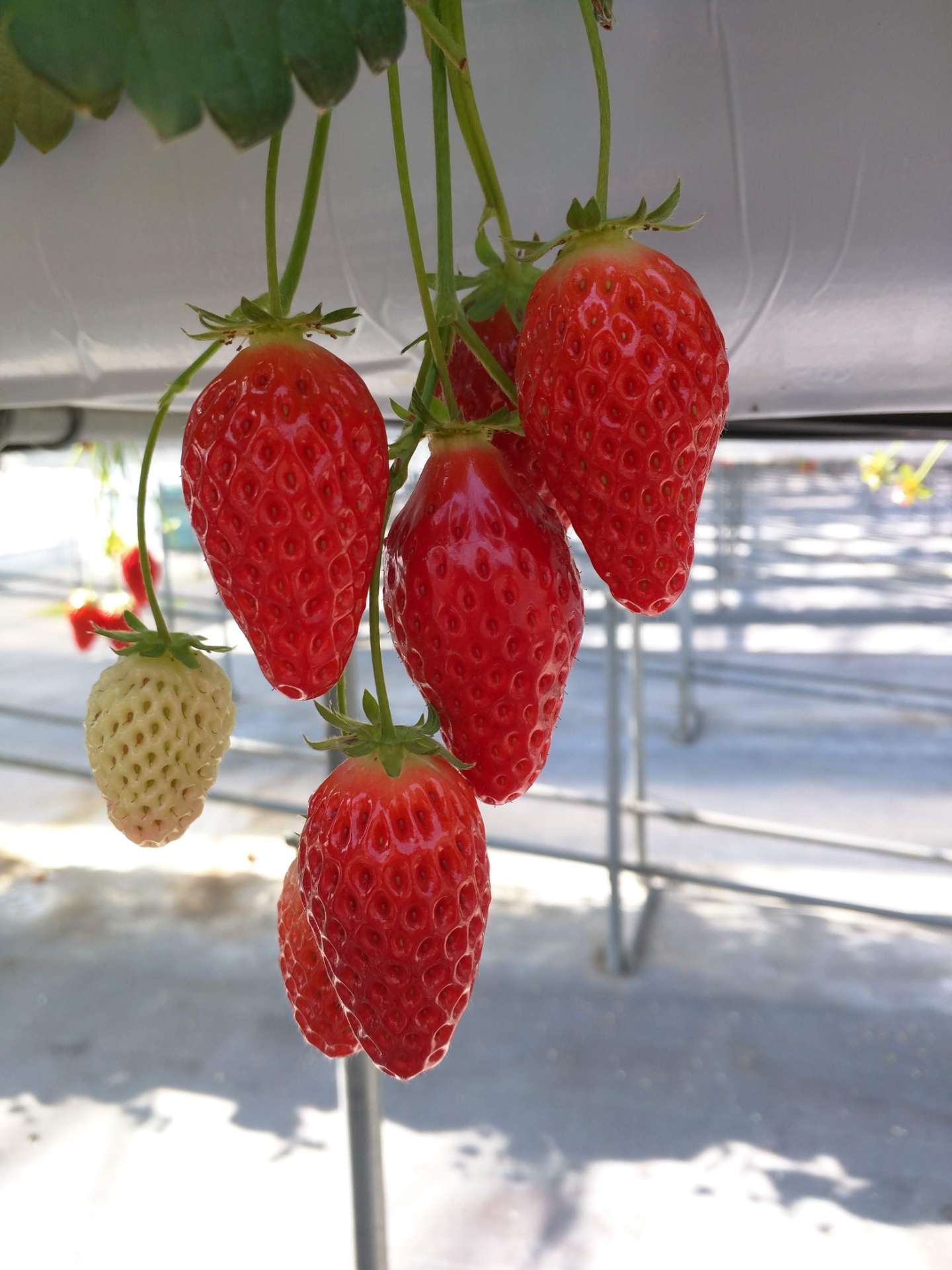 さとちさんのプロフィール画像