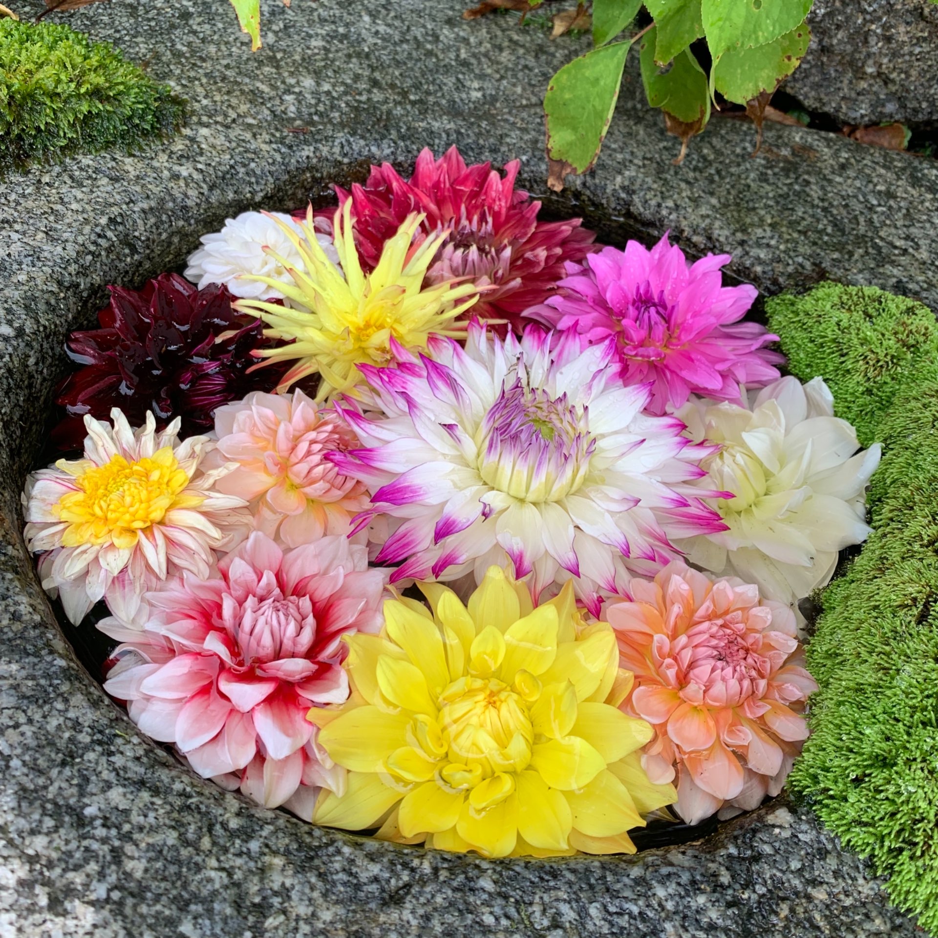 midori'nさんのプロフィール画像