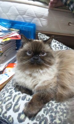 azuさんのプロフィール画像