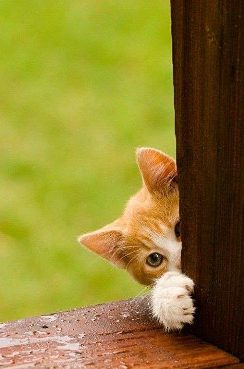 shiipokoさんのプロフィール画像