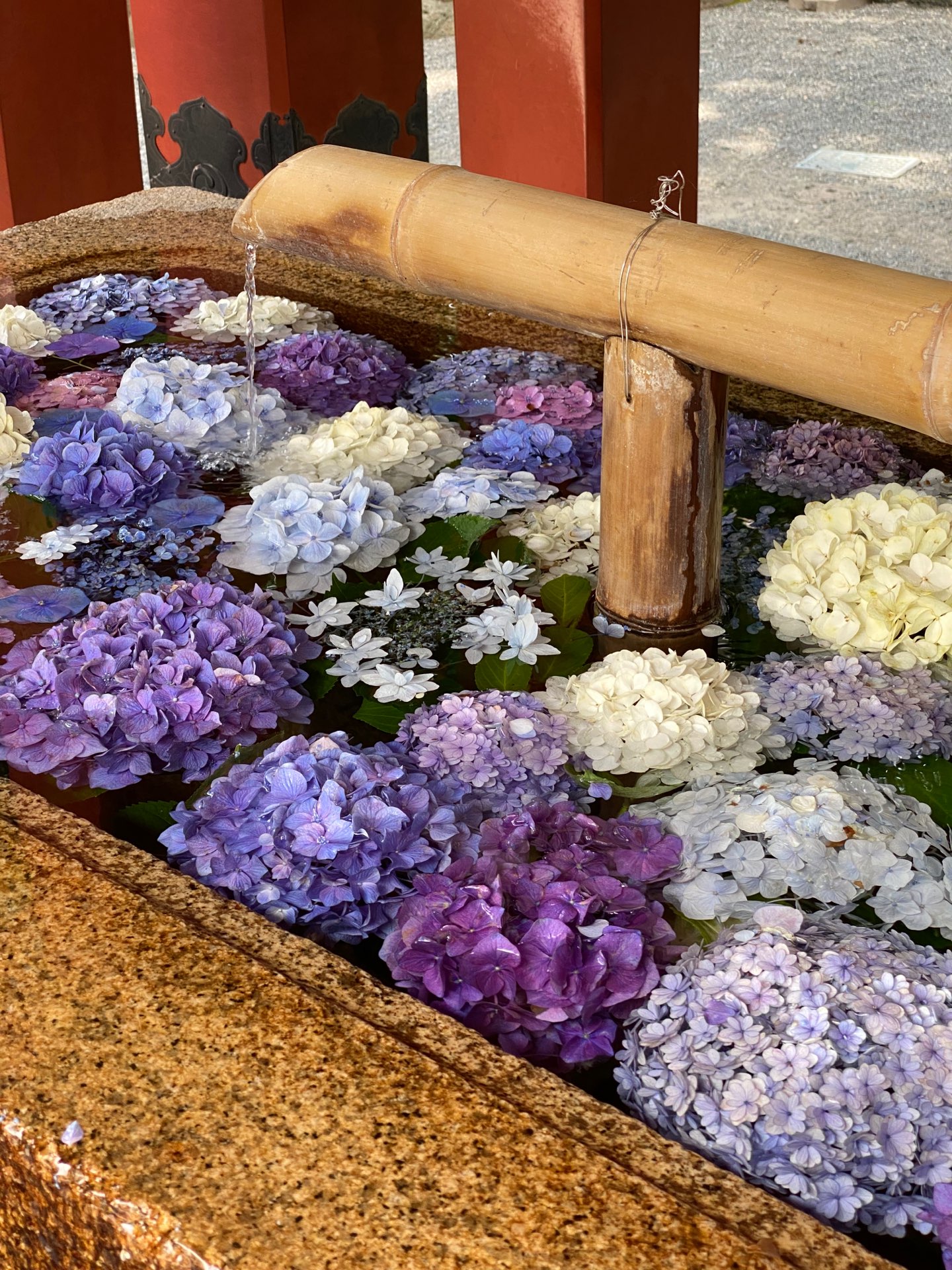 夢羅さんのプロフィール画像