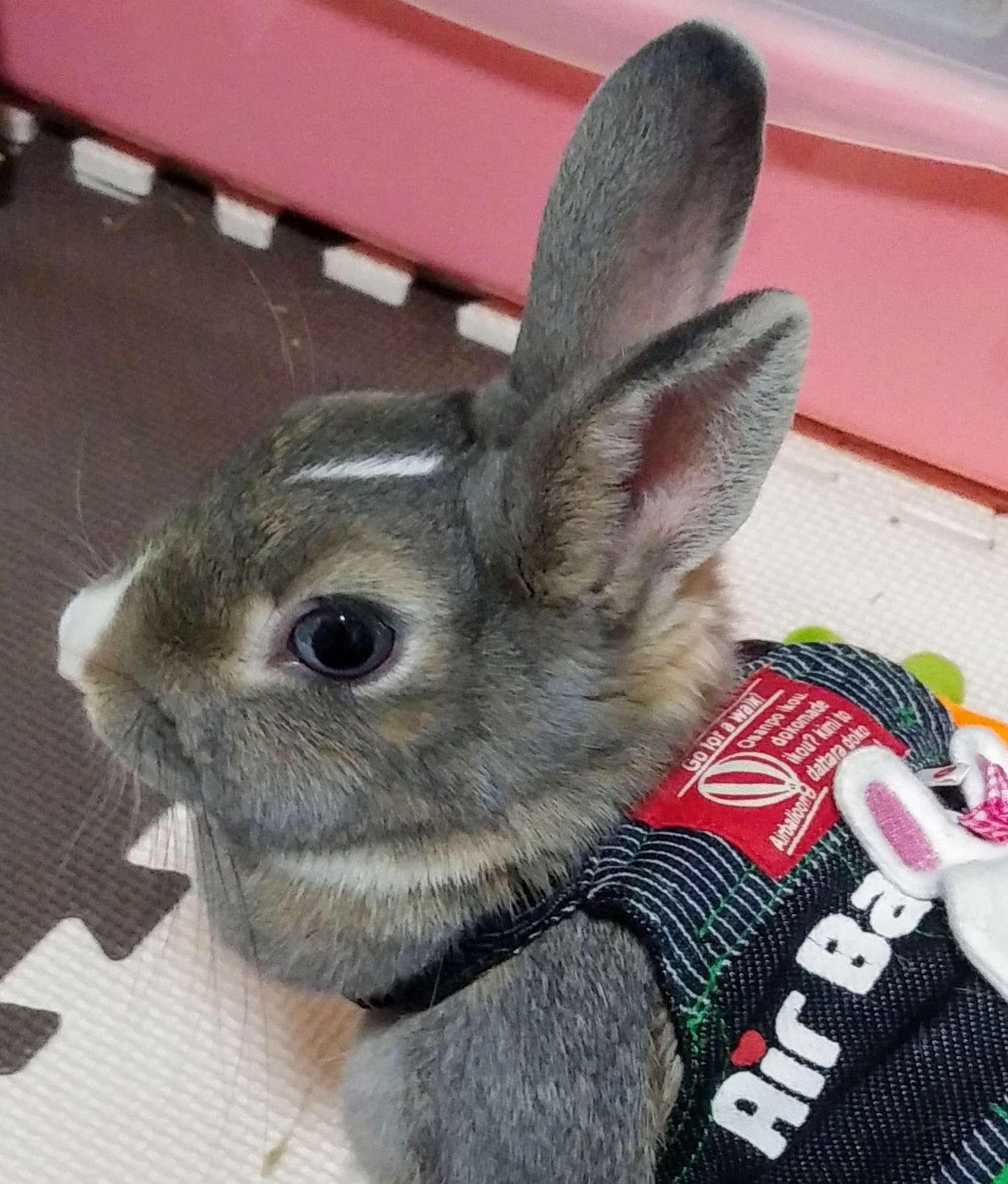 羽空紀さんのプロフィール画像