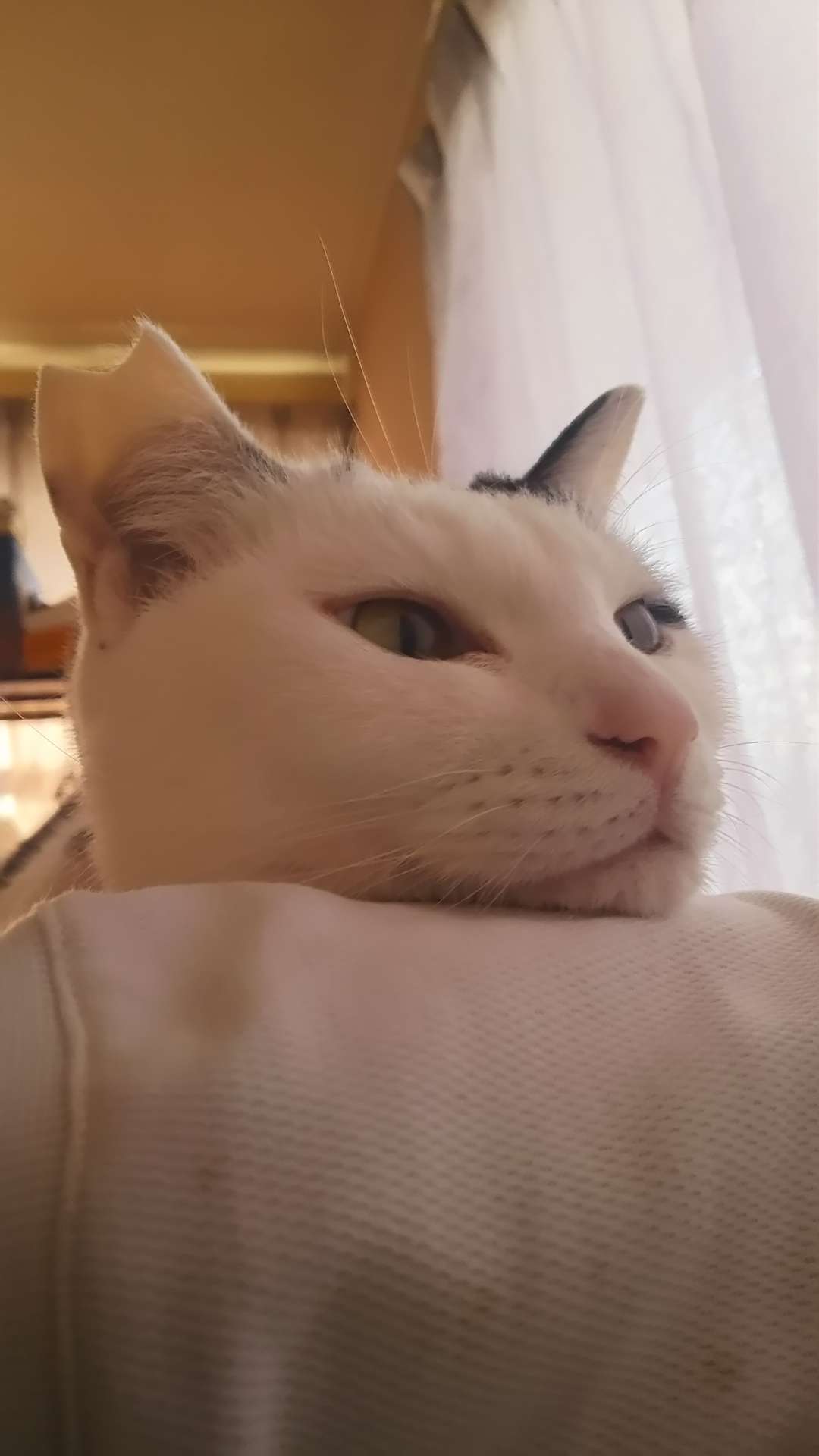 ぺたこうさんのプロフィール画像