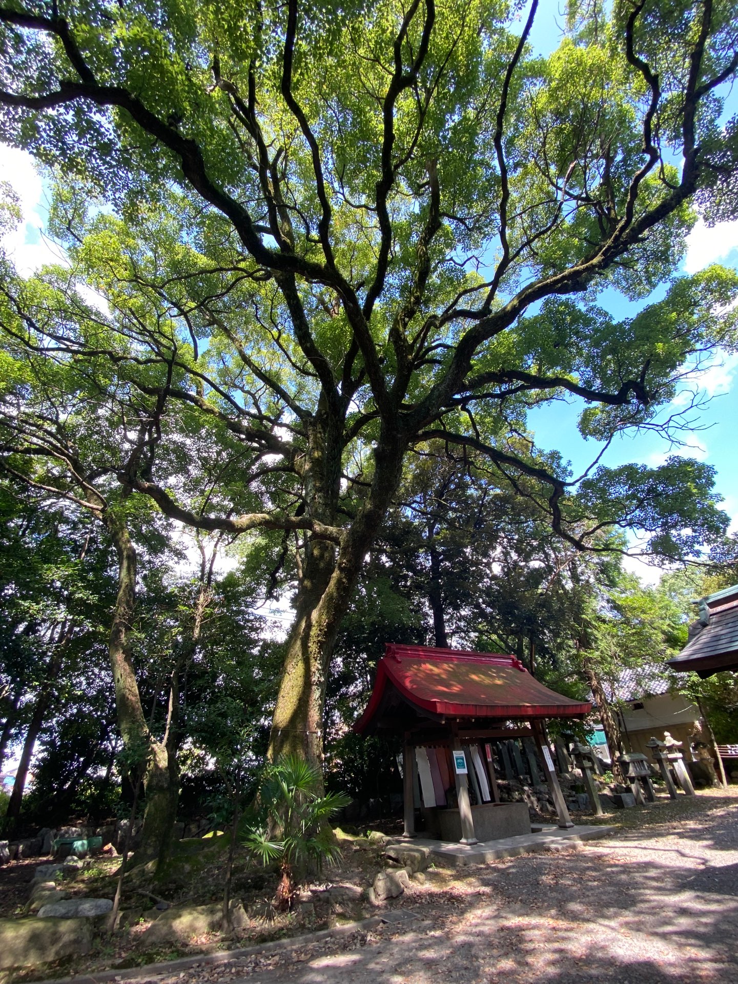 たこやきさんのプロフィール画像