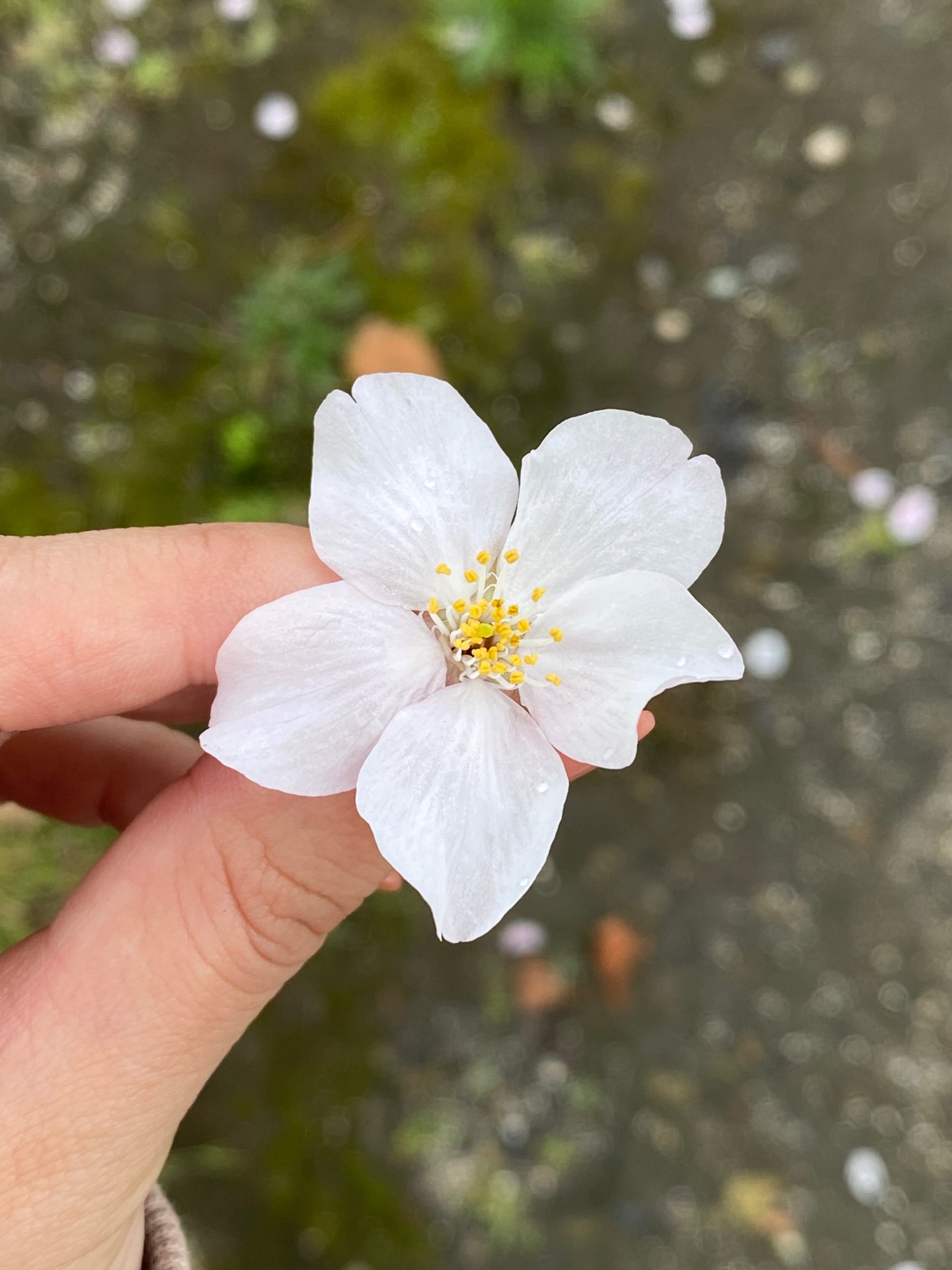 きくみさんのプロフィール画像