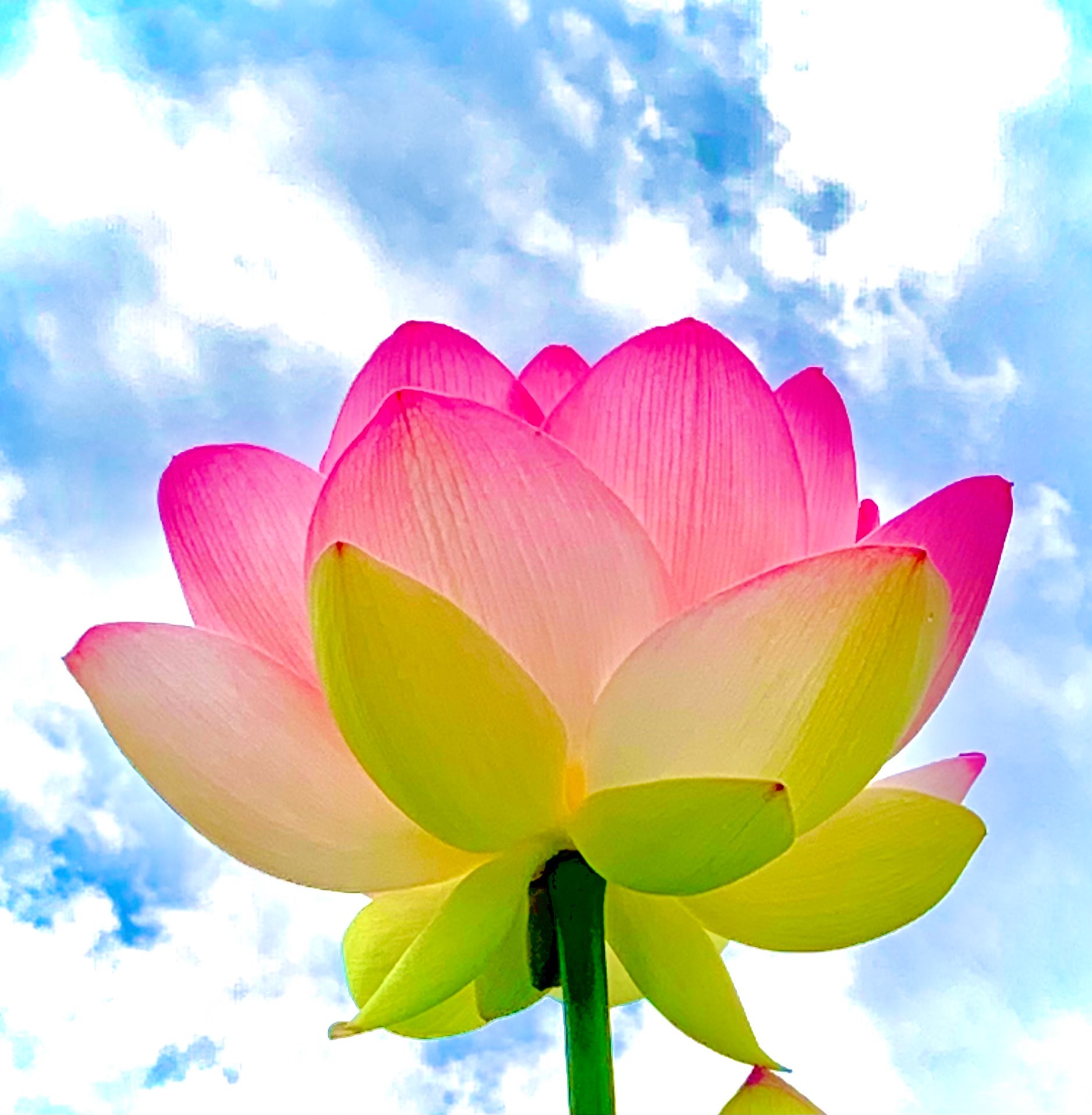 ナナさんのプロフィール画像