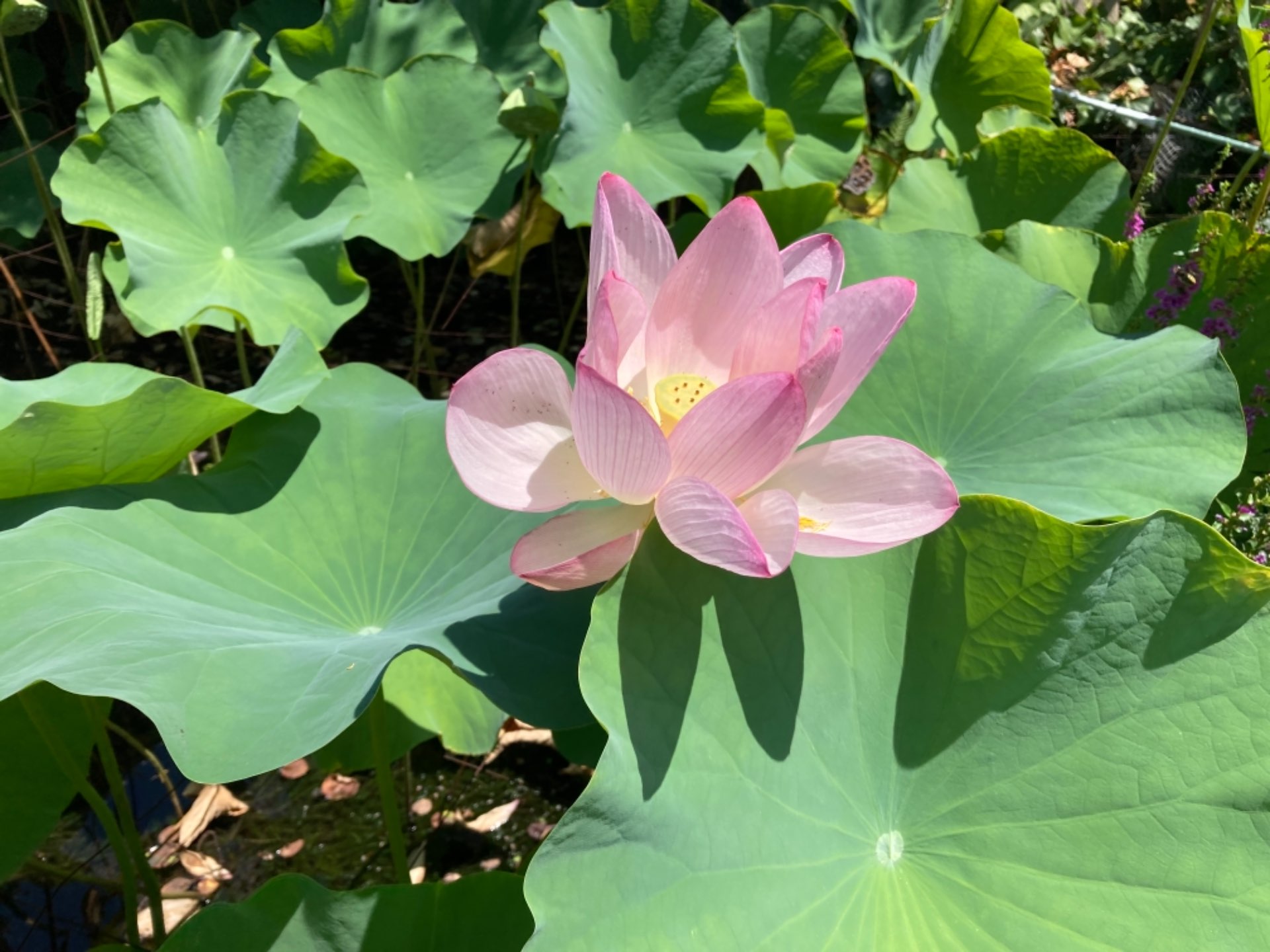 happyさんのプロフィール画像