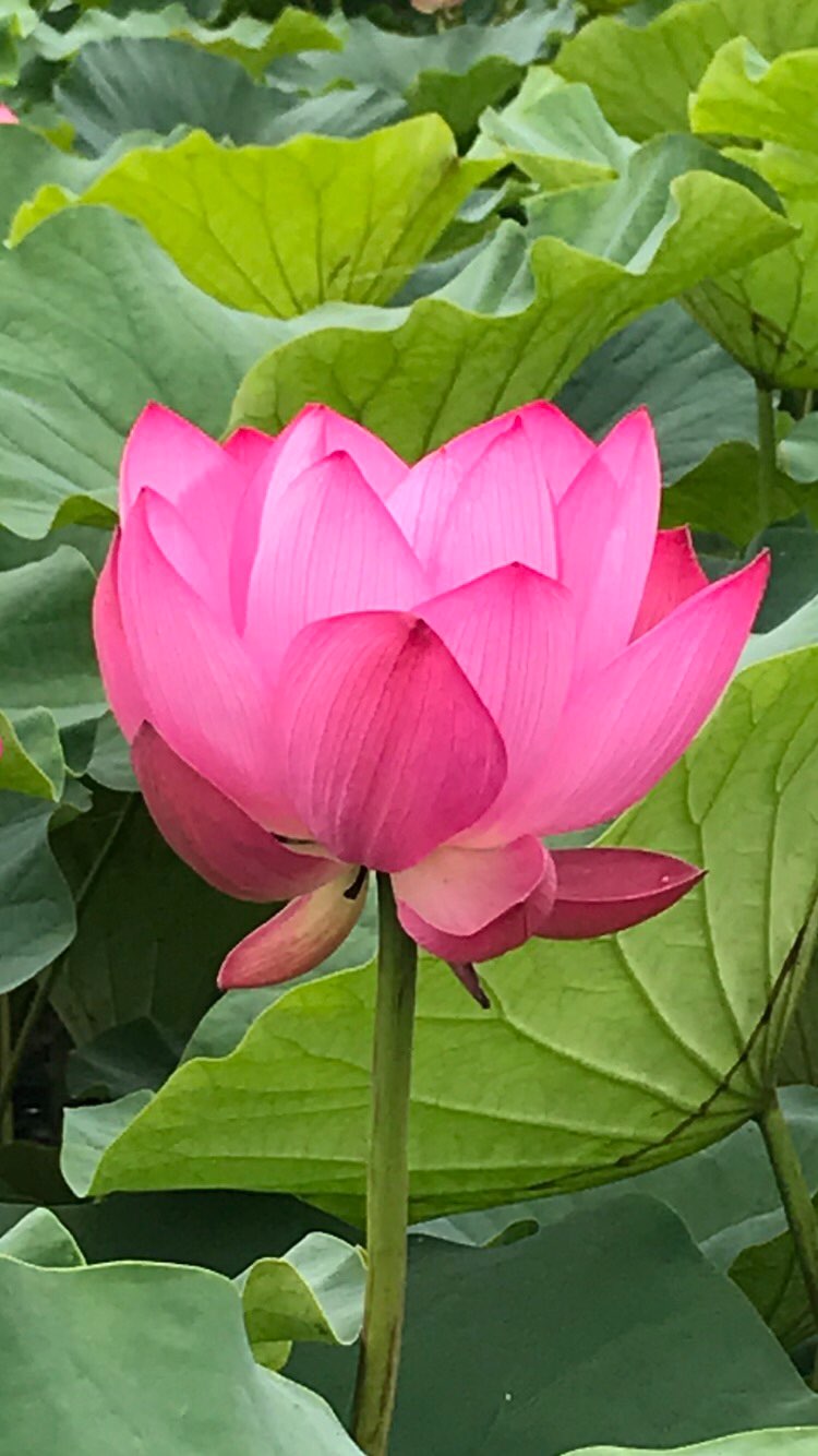 Hiさんのプロフィール画像