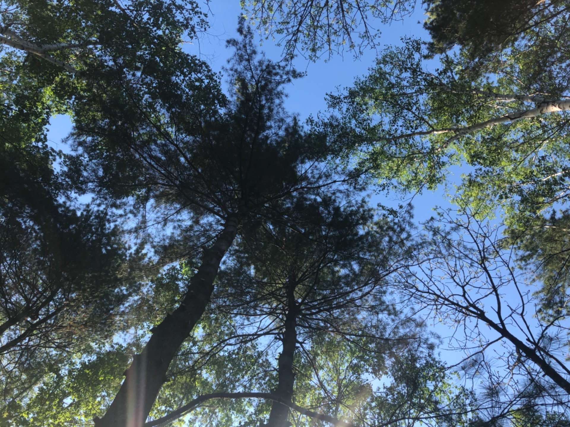 にこぽんさんのプロフィール画像