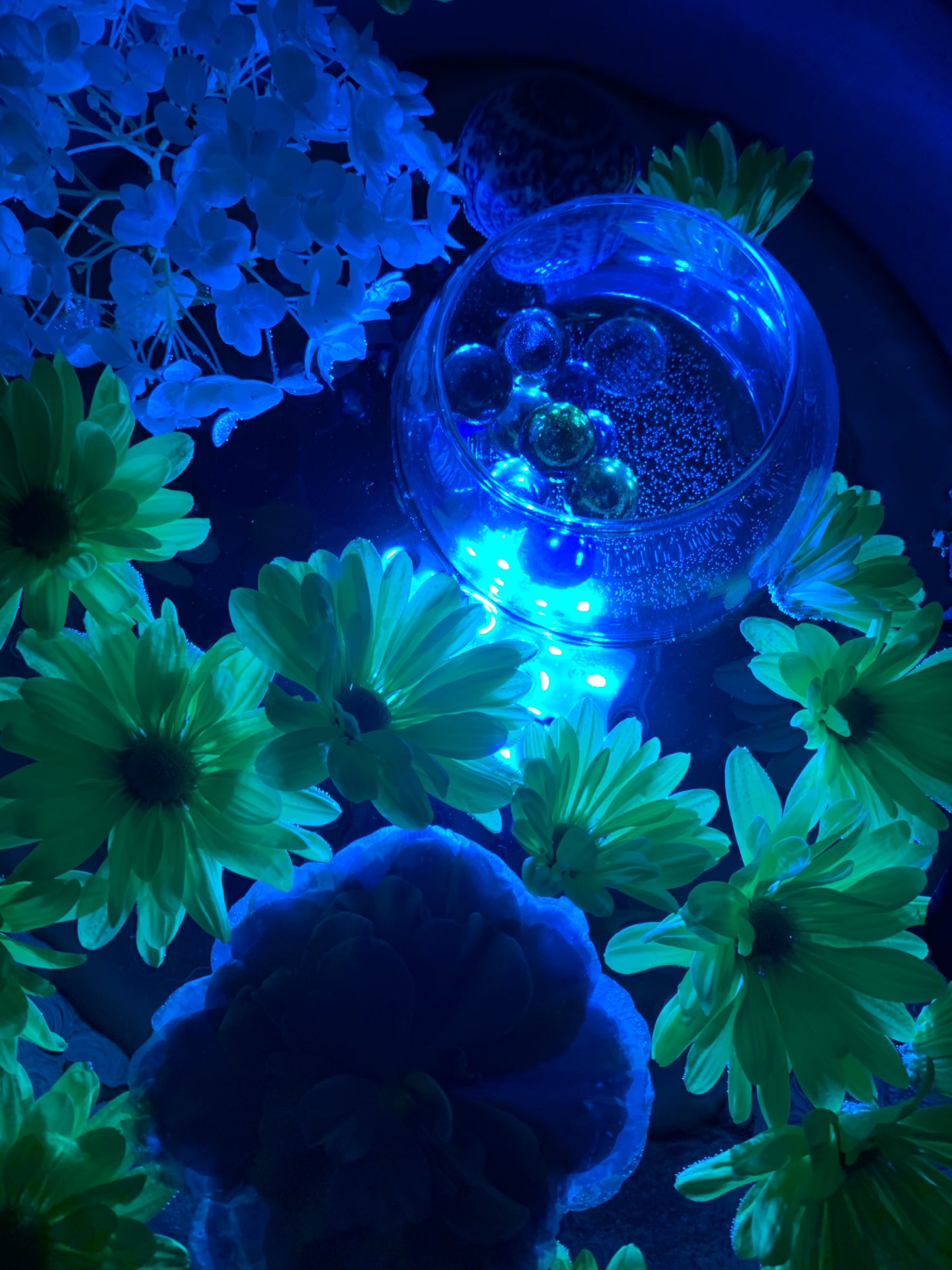 chikoさんのプロフィール画像