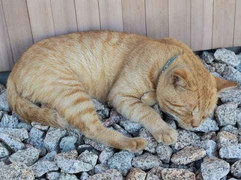 いなちゃんさんのプロフィール画像