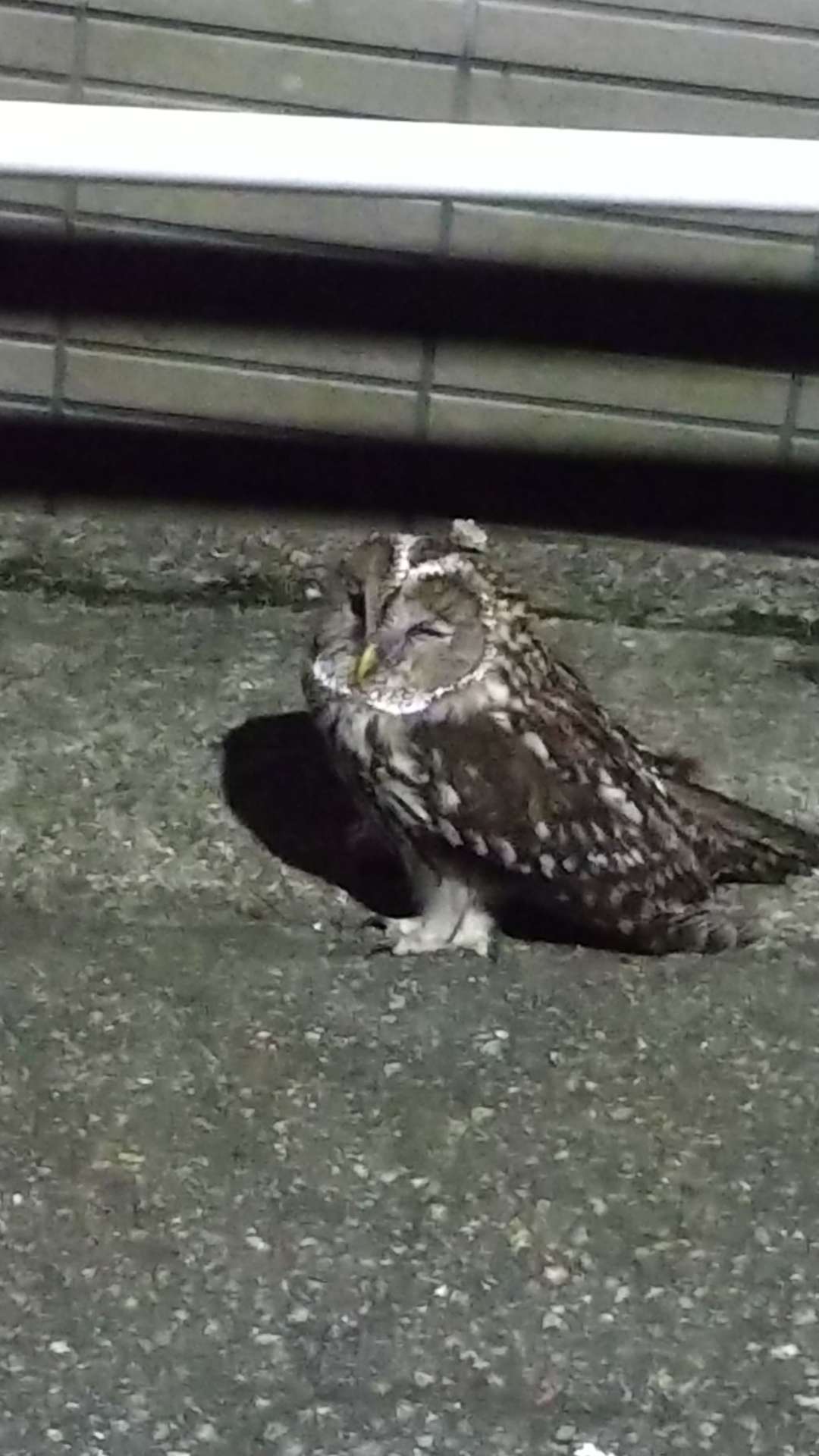 ゆんさんのプロフィール画像