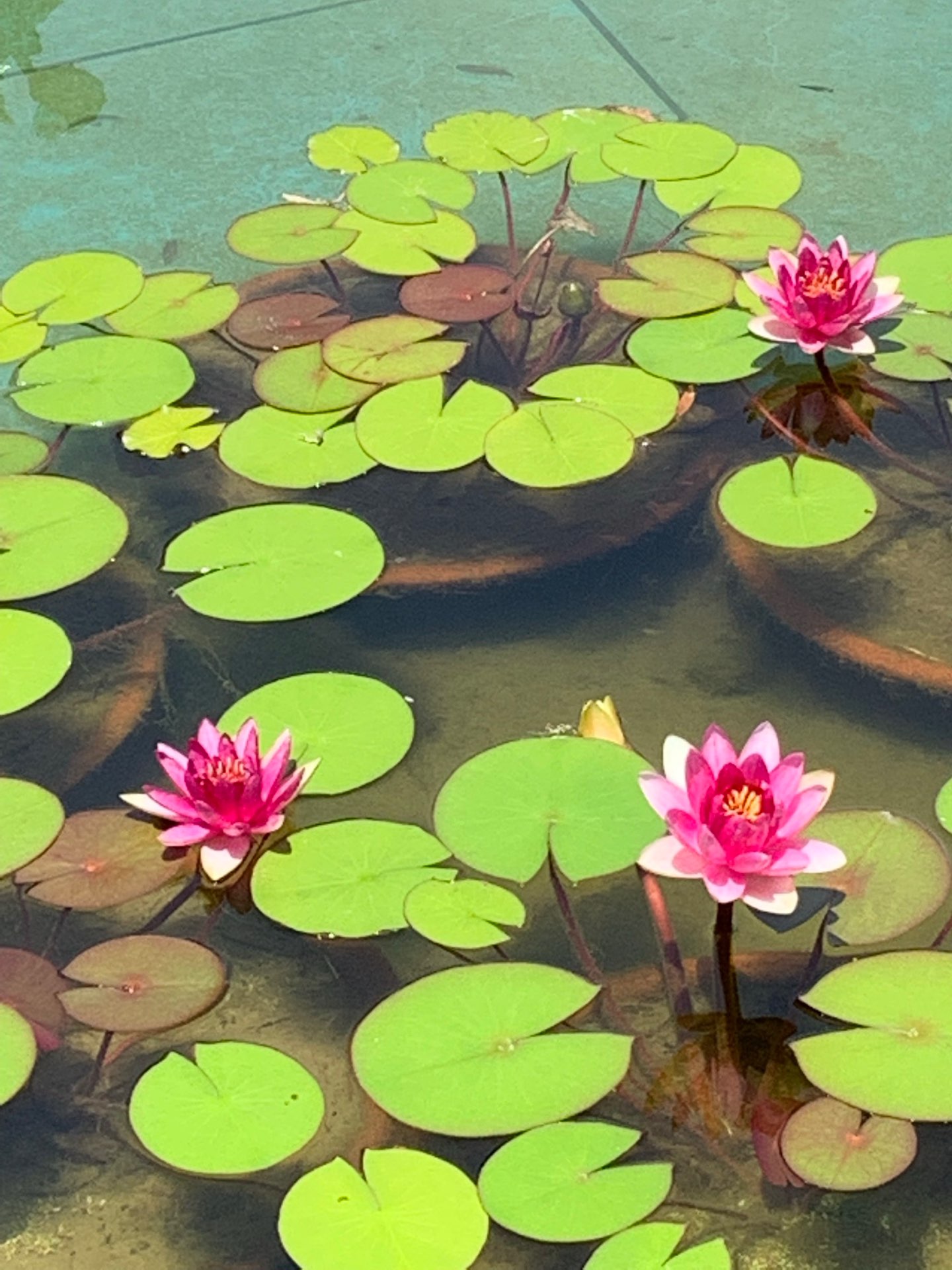 かんぺいさんのプロフィール画像