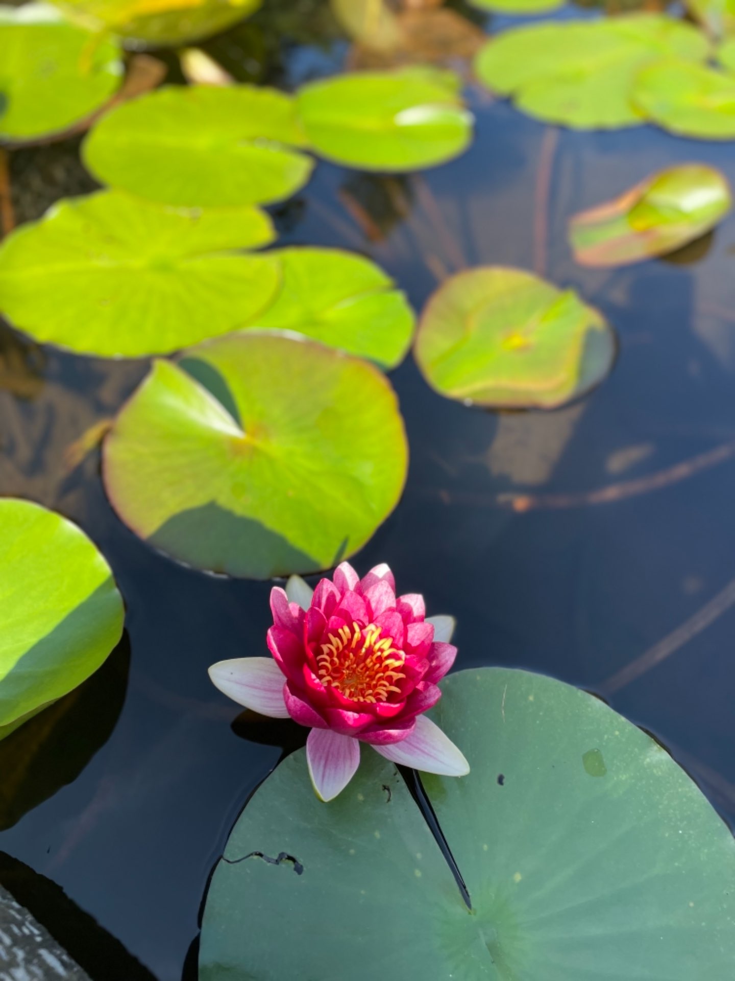 ichoyさんのプロフィール画像