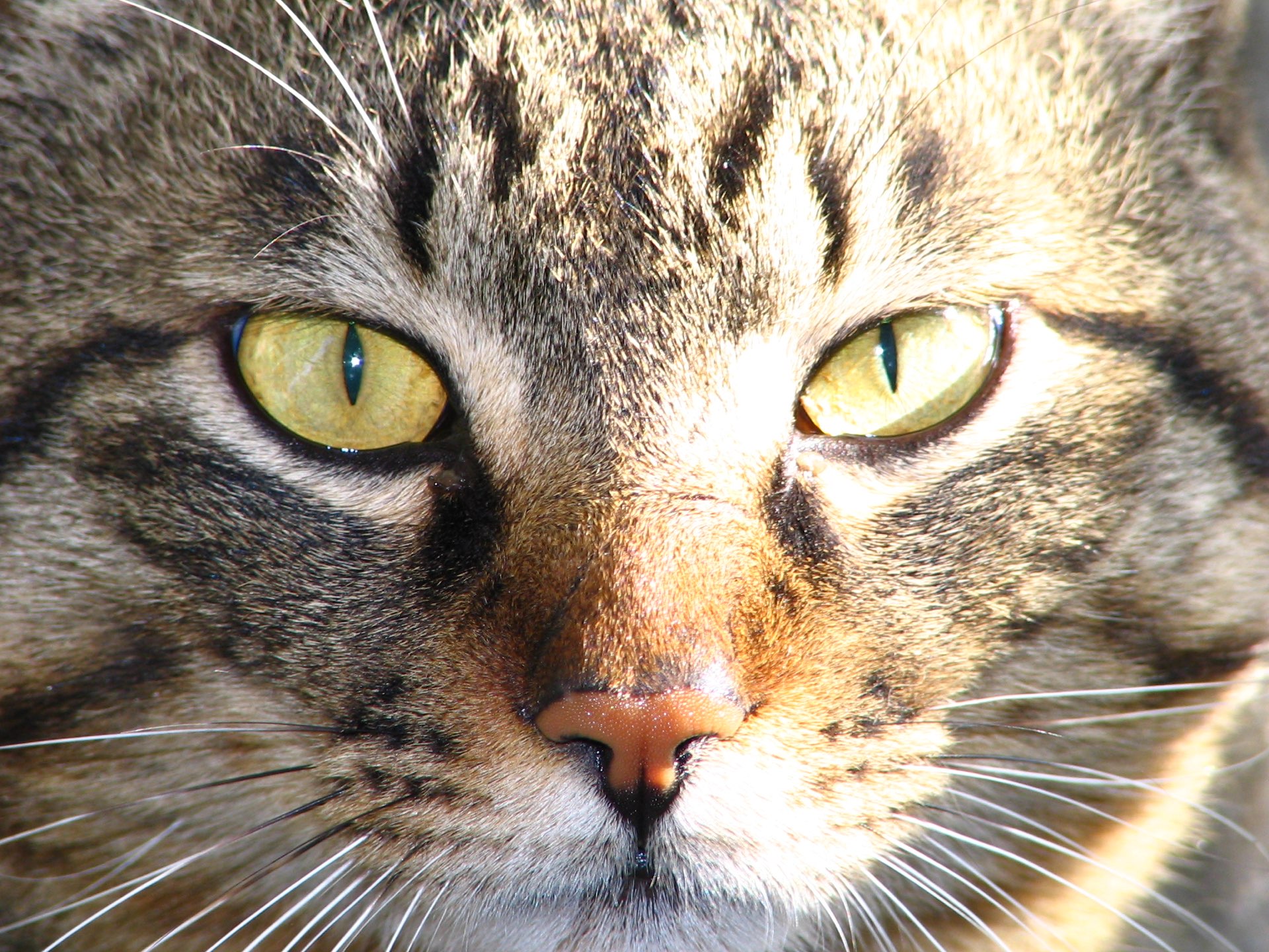 papillion82さんのプロフィール画像