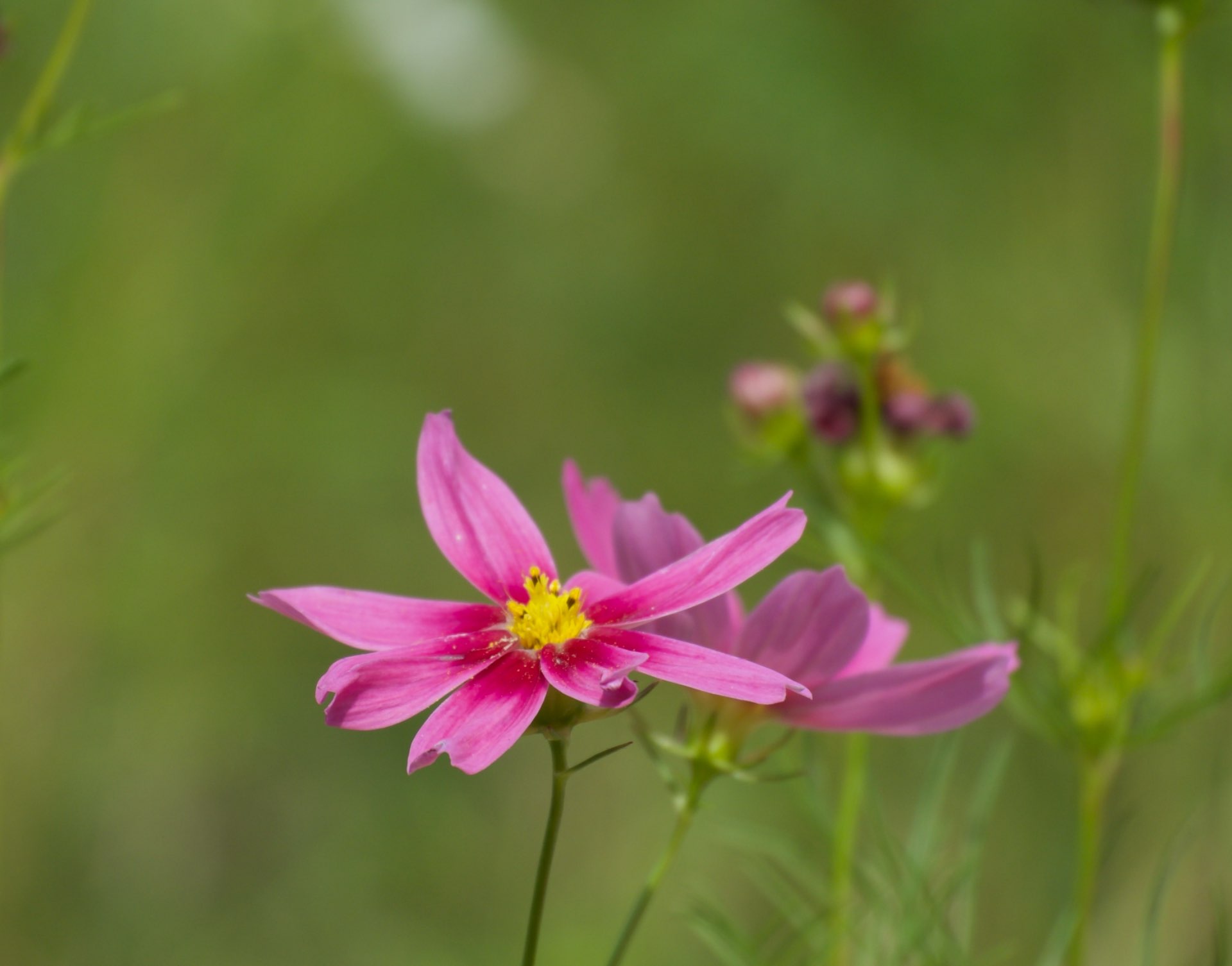 ねこさんのプロフィール画像