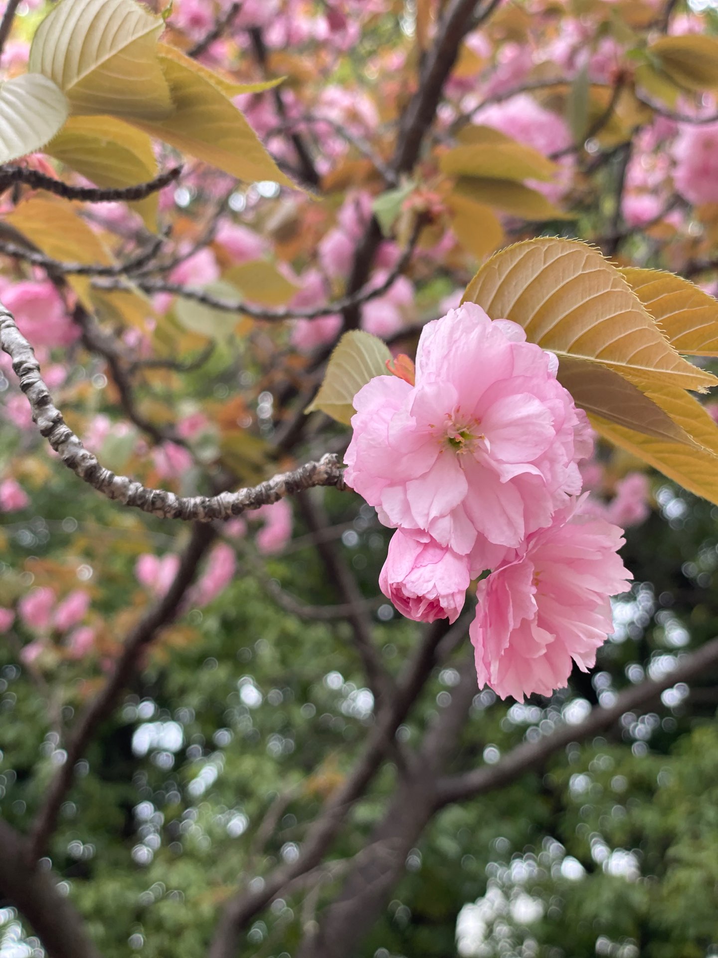 ともさんのプロフィール画像