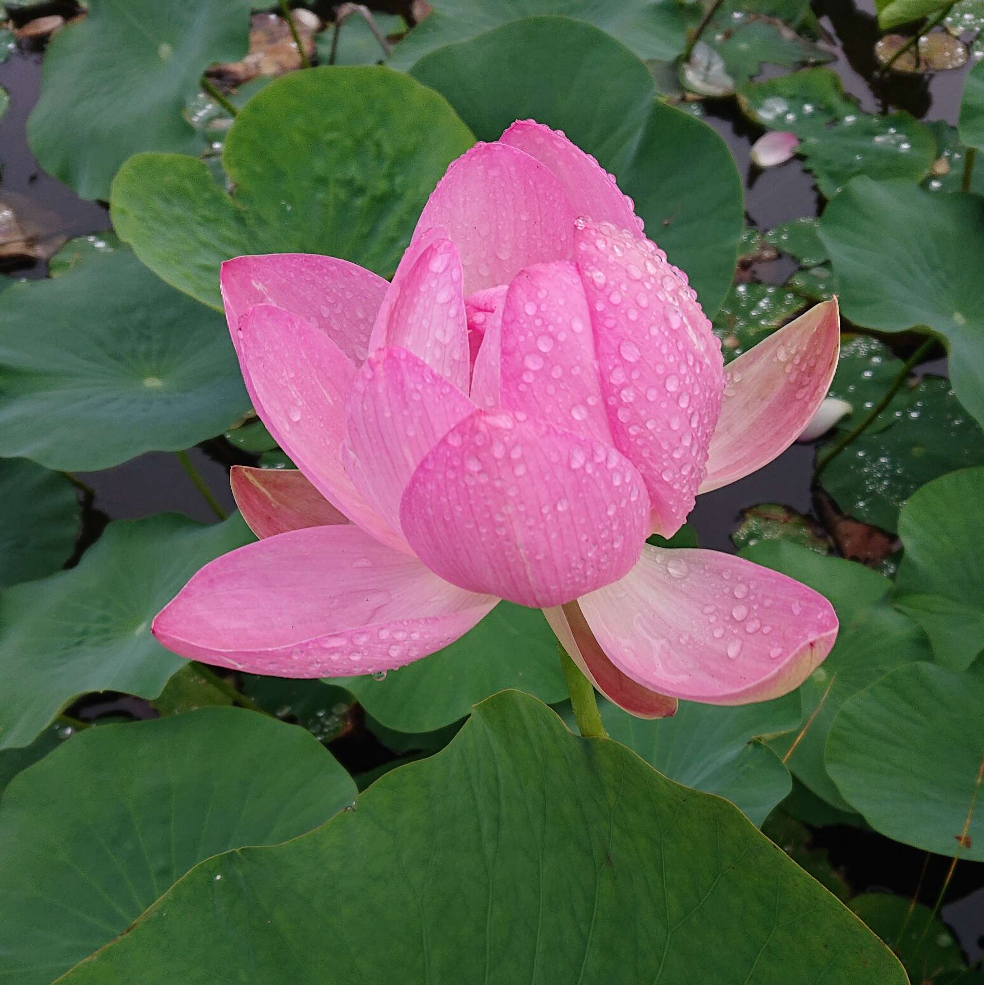 青星さんのプロフィール画像