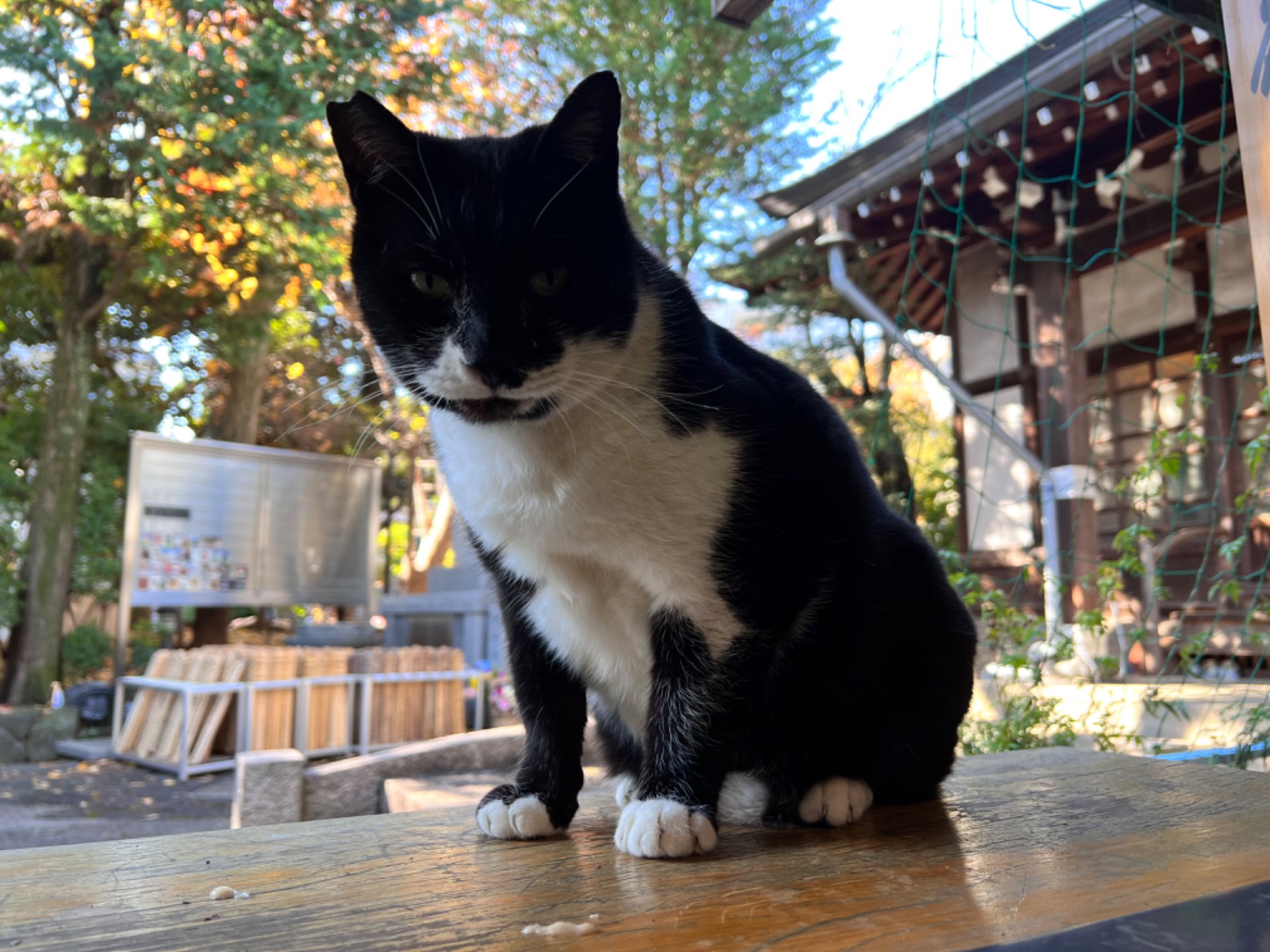 感応寺さんのプロフィール画像