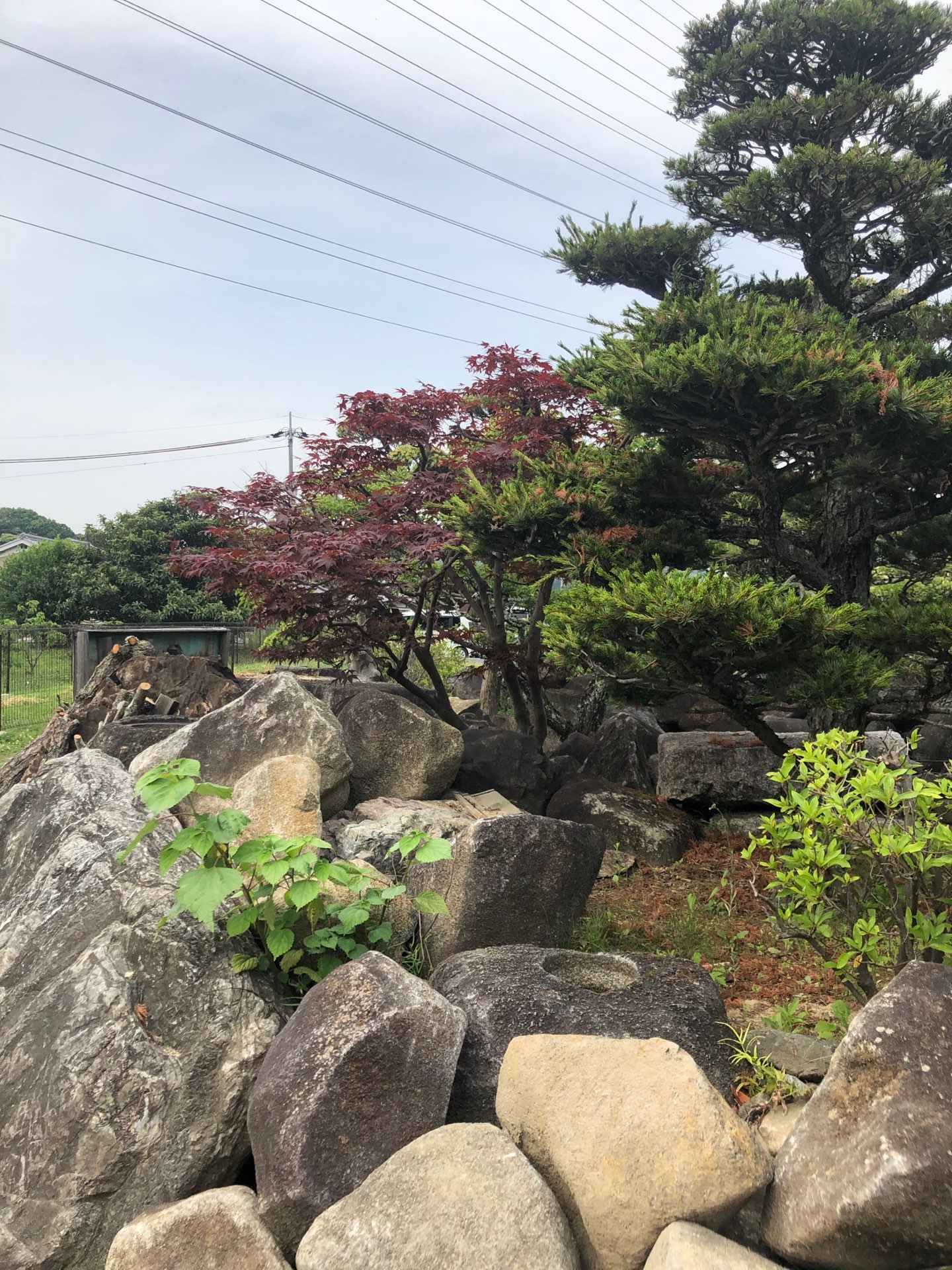 アジアンさんのプロフィール画像