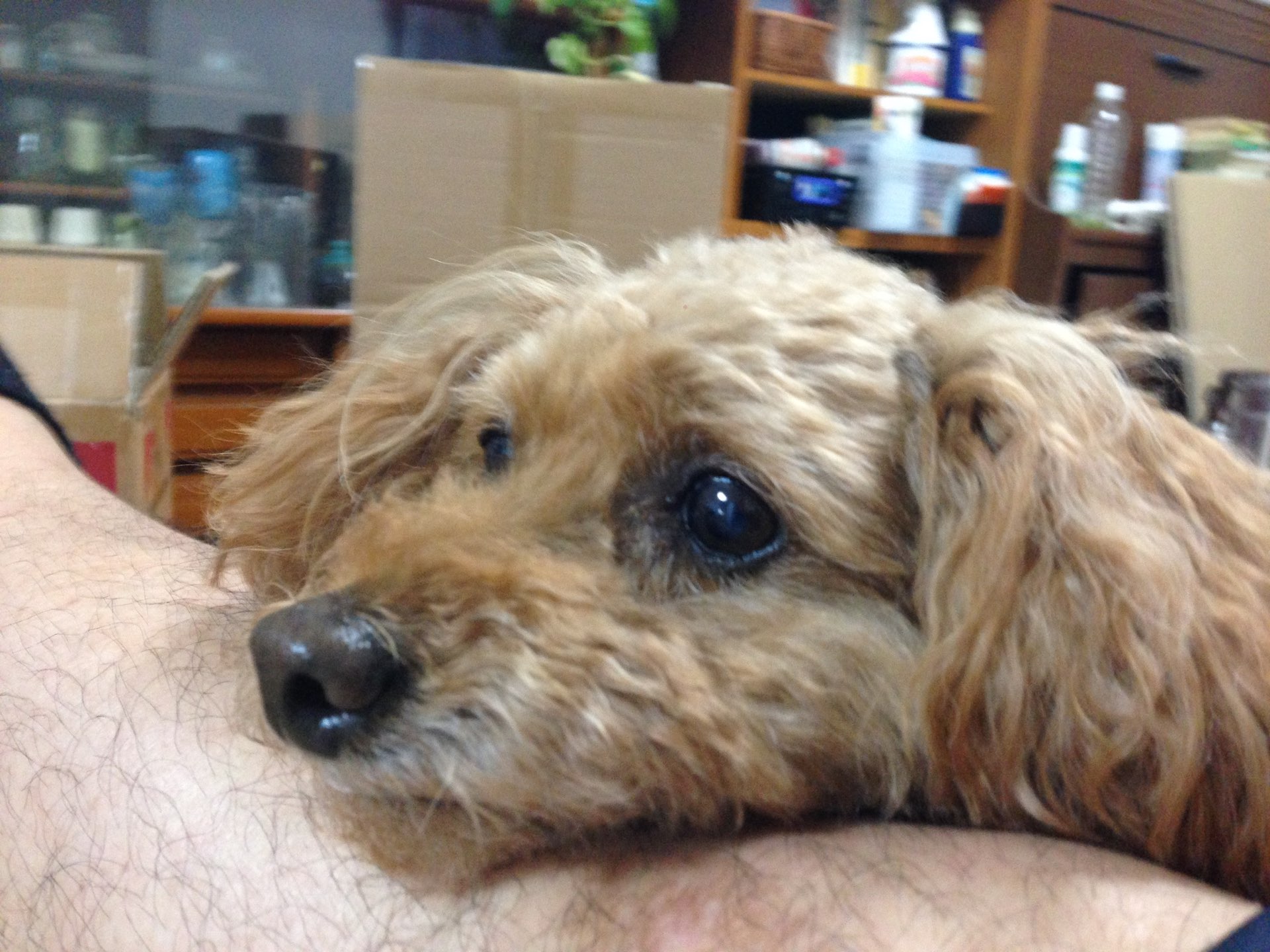 isobeginさんのプロフィール画像