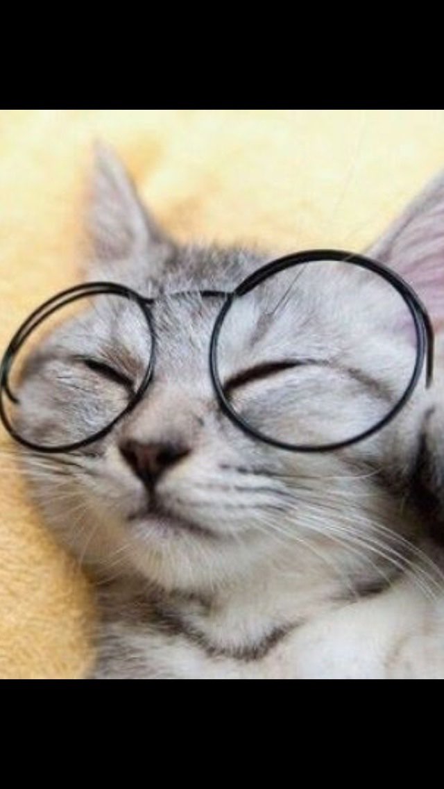 ねこらるさんのプロフィール画像