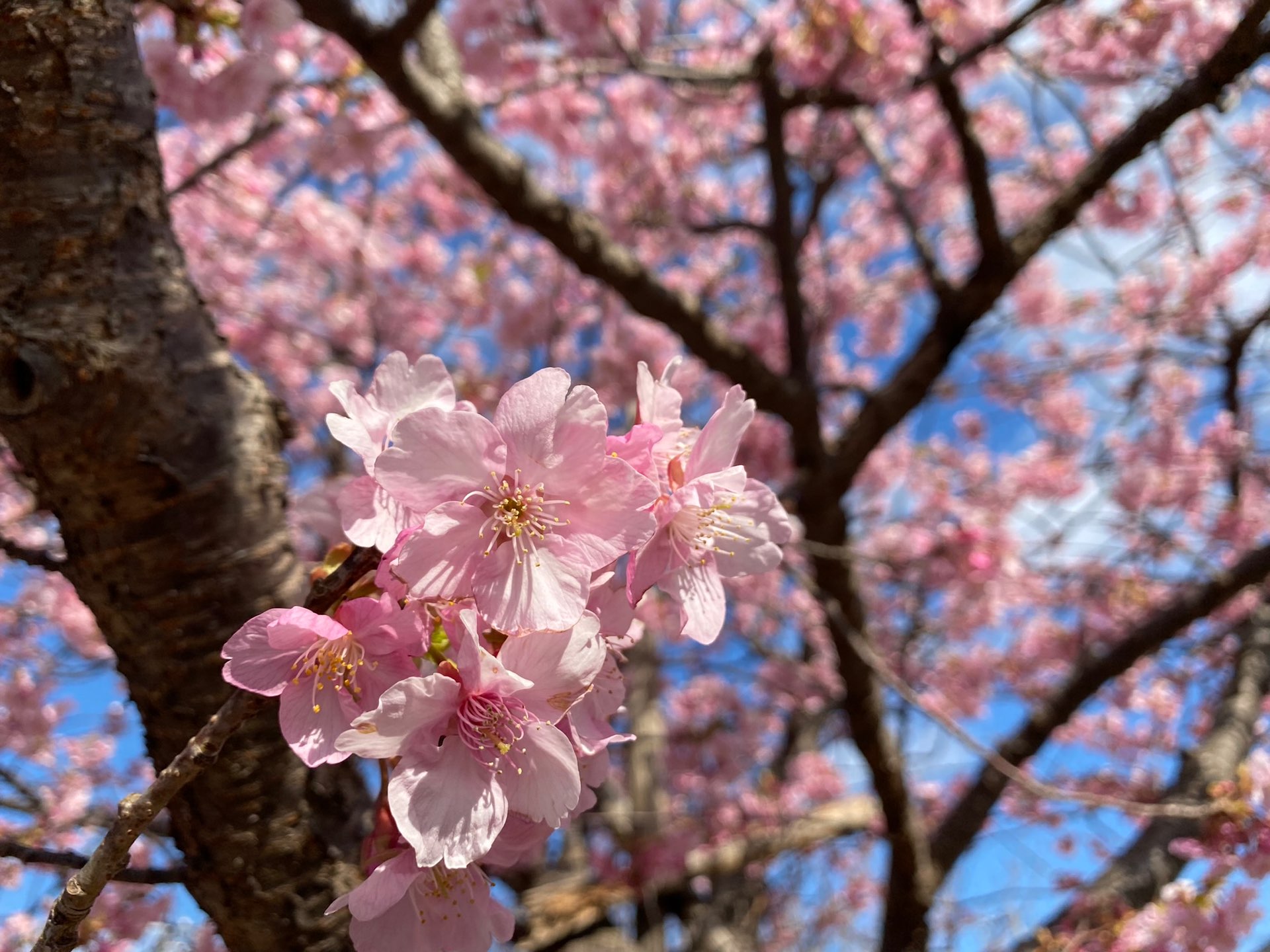 Ｓａｋｕｒａさんのプロフィール画像