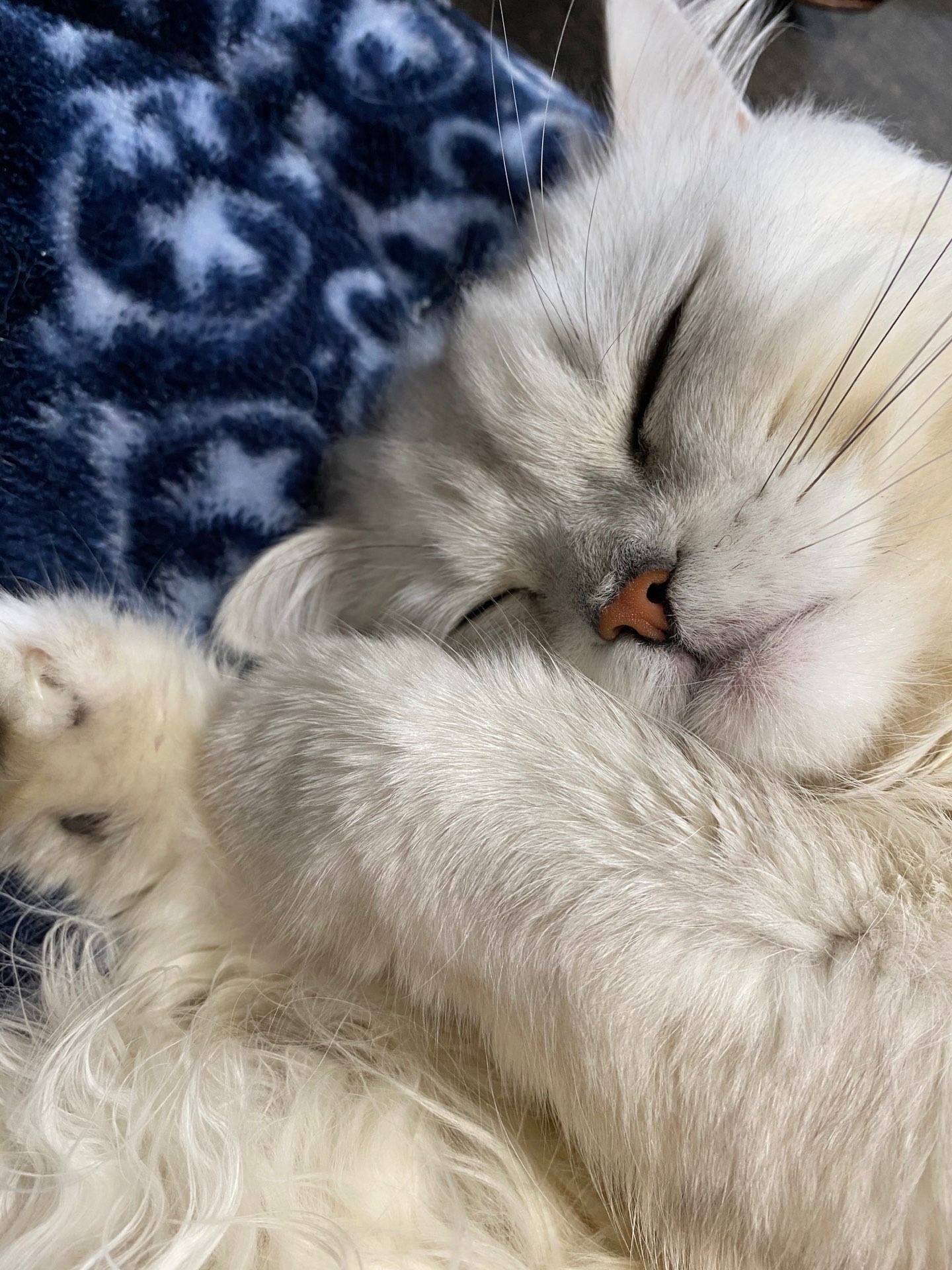 シンさんのプロフィール画像