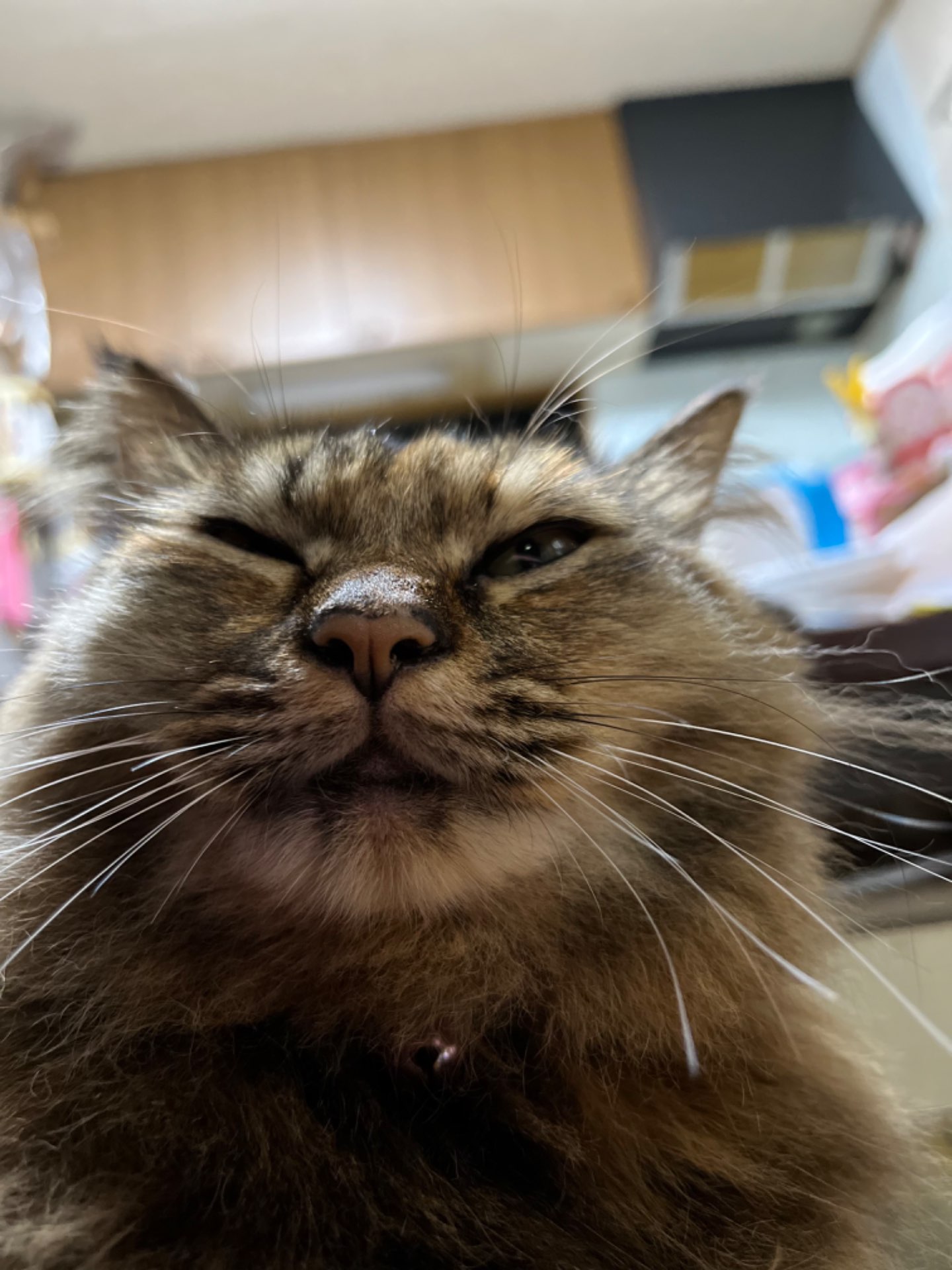 りすきーべるさんのプロフィール画像