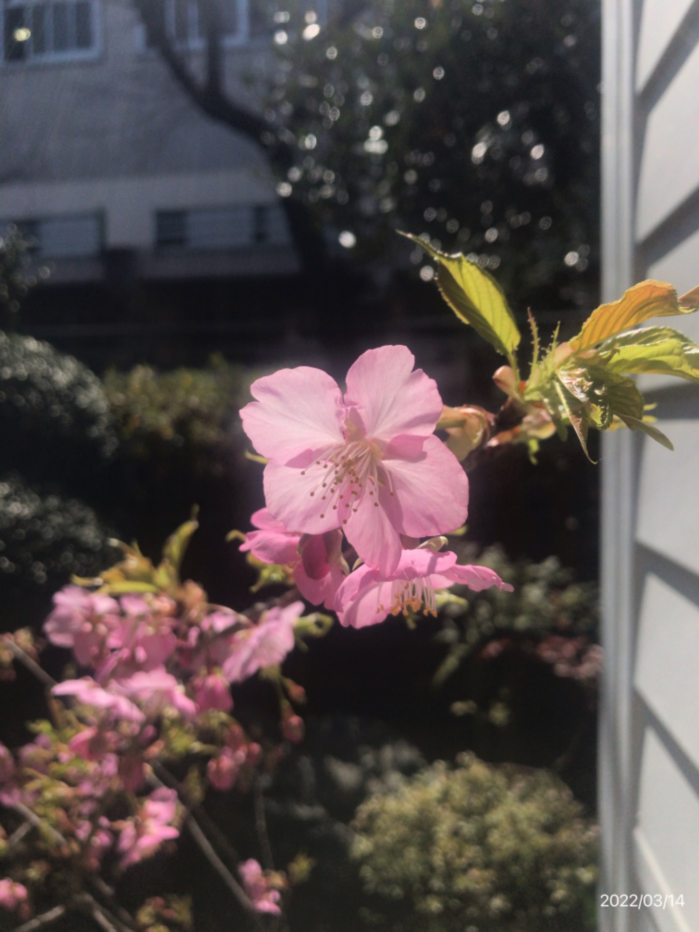 garandouさんのプロフィール画像