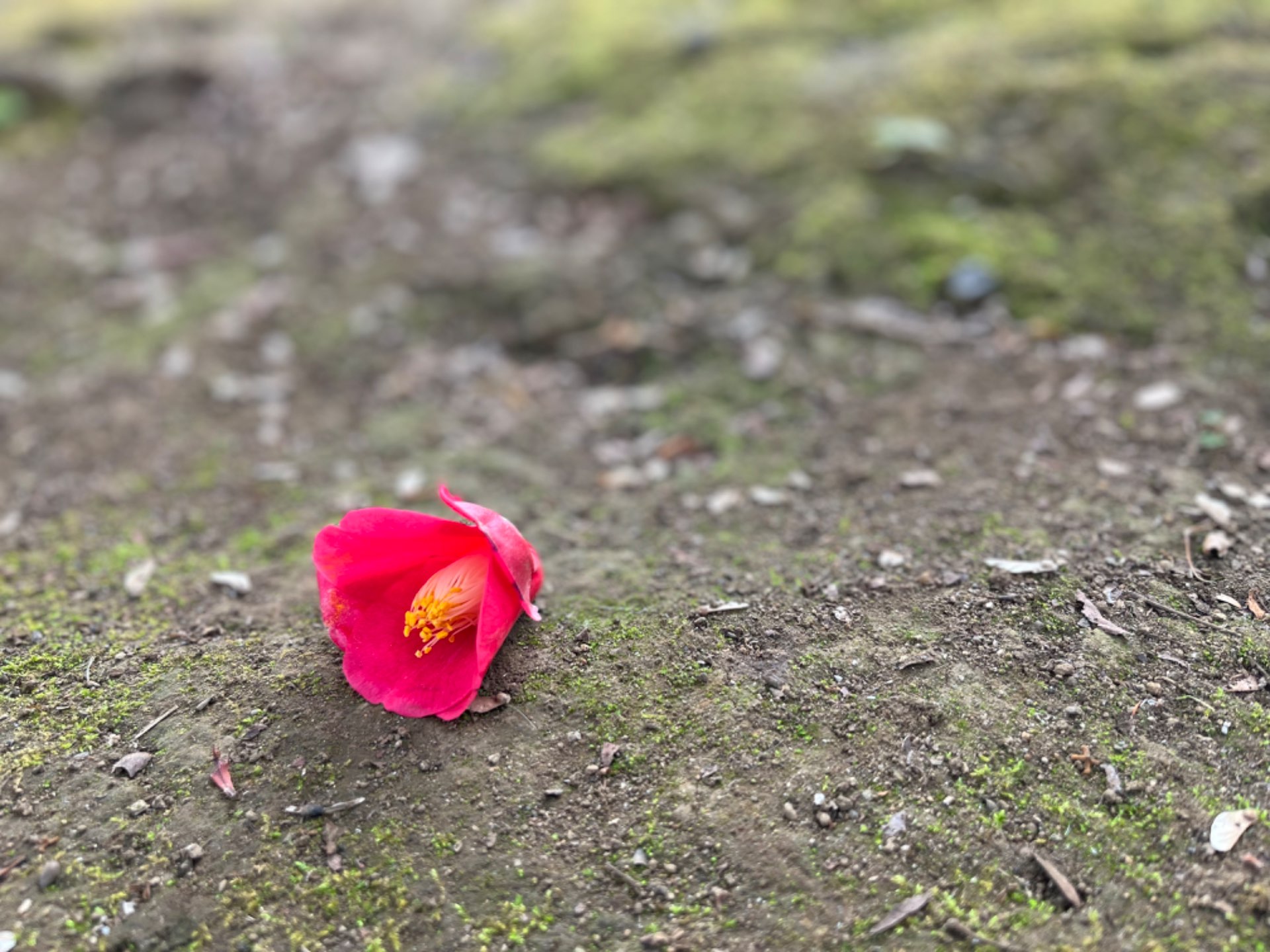 えだまめさんのプロフィール画像