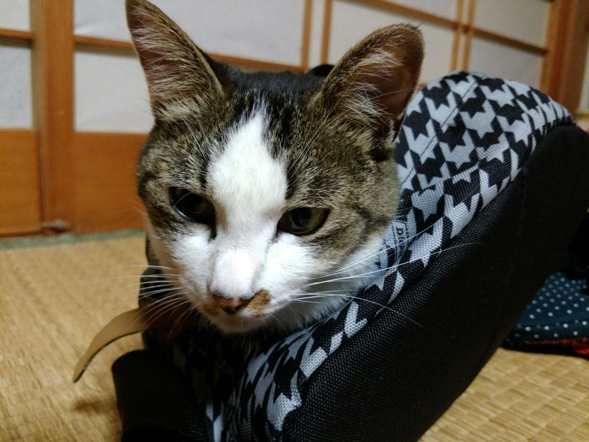 みぽさんのプロフィール画像