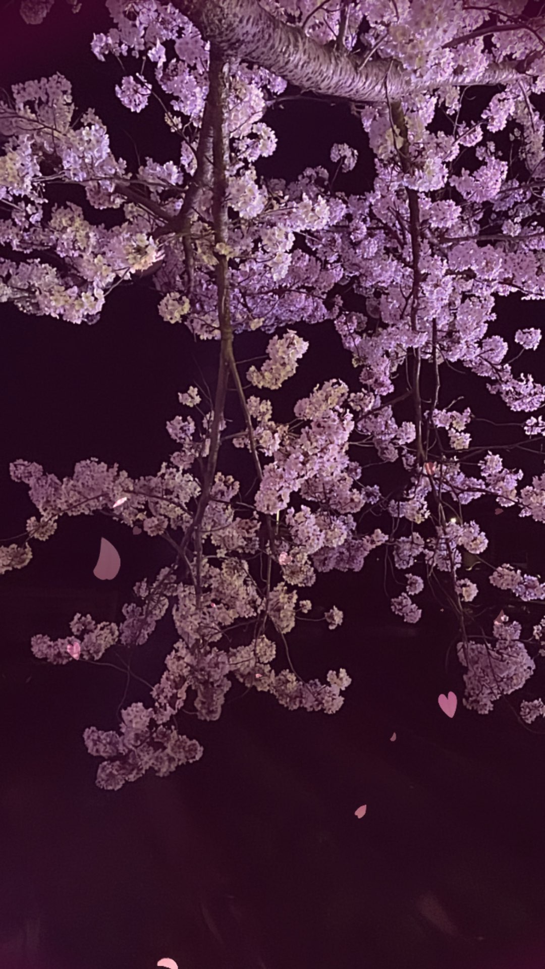 Reiさんのプロフィール画像