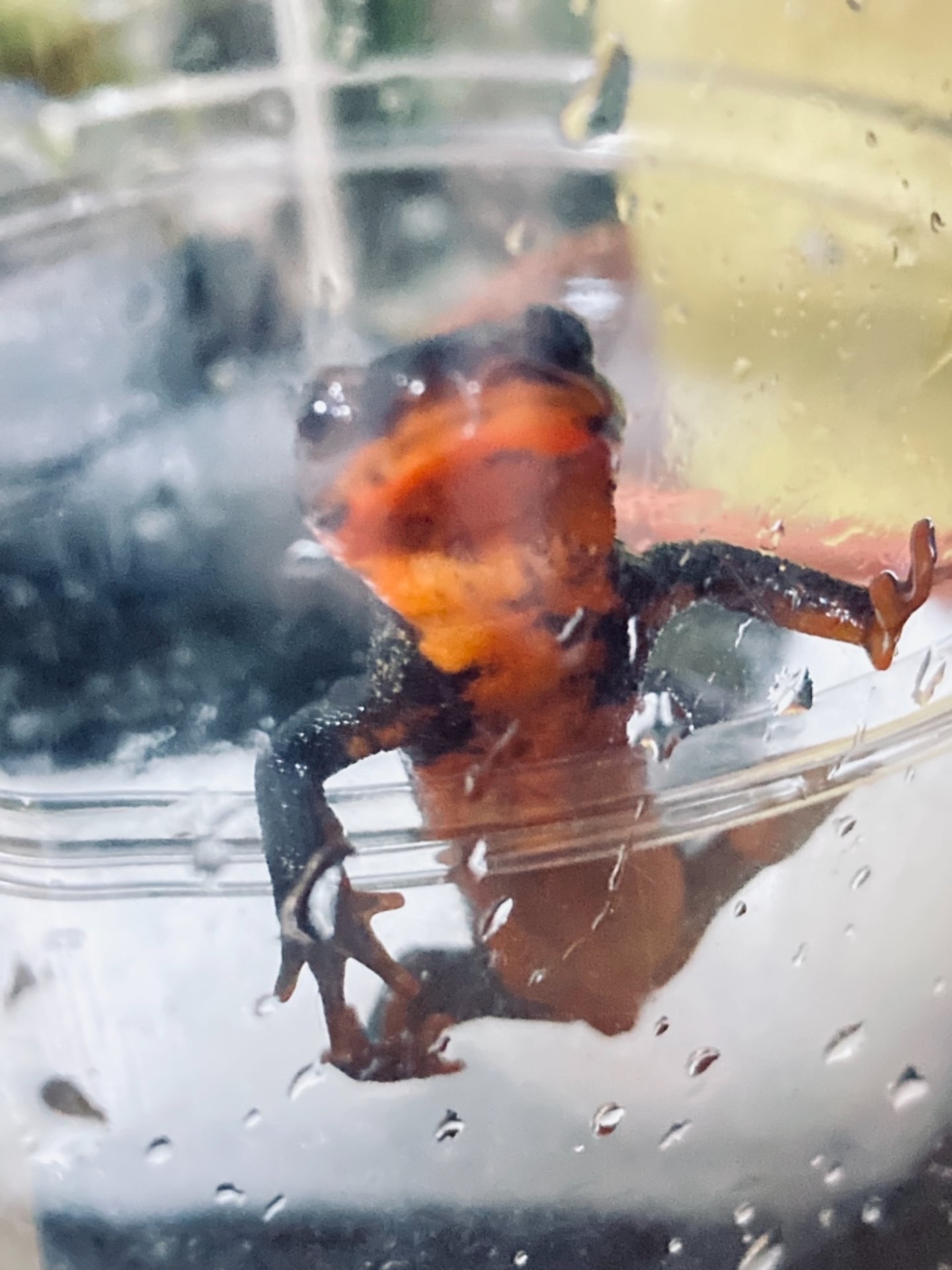 珀さんのプロフィール画像