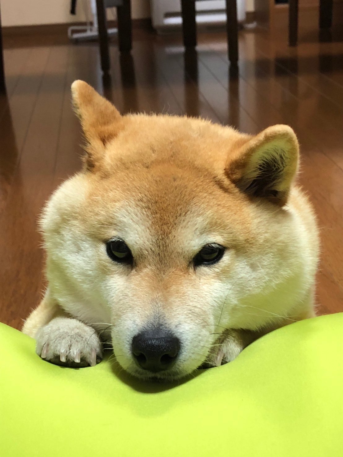 ドルママさんのプロフィール画像