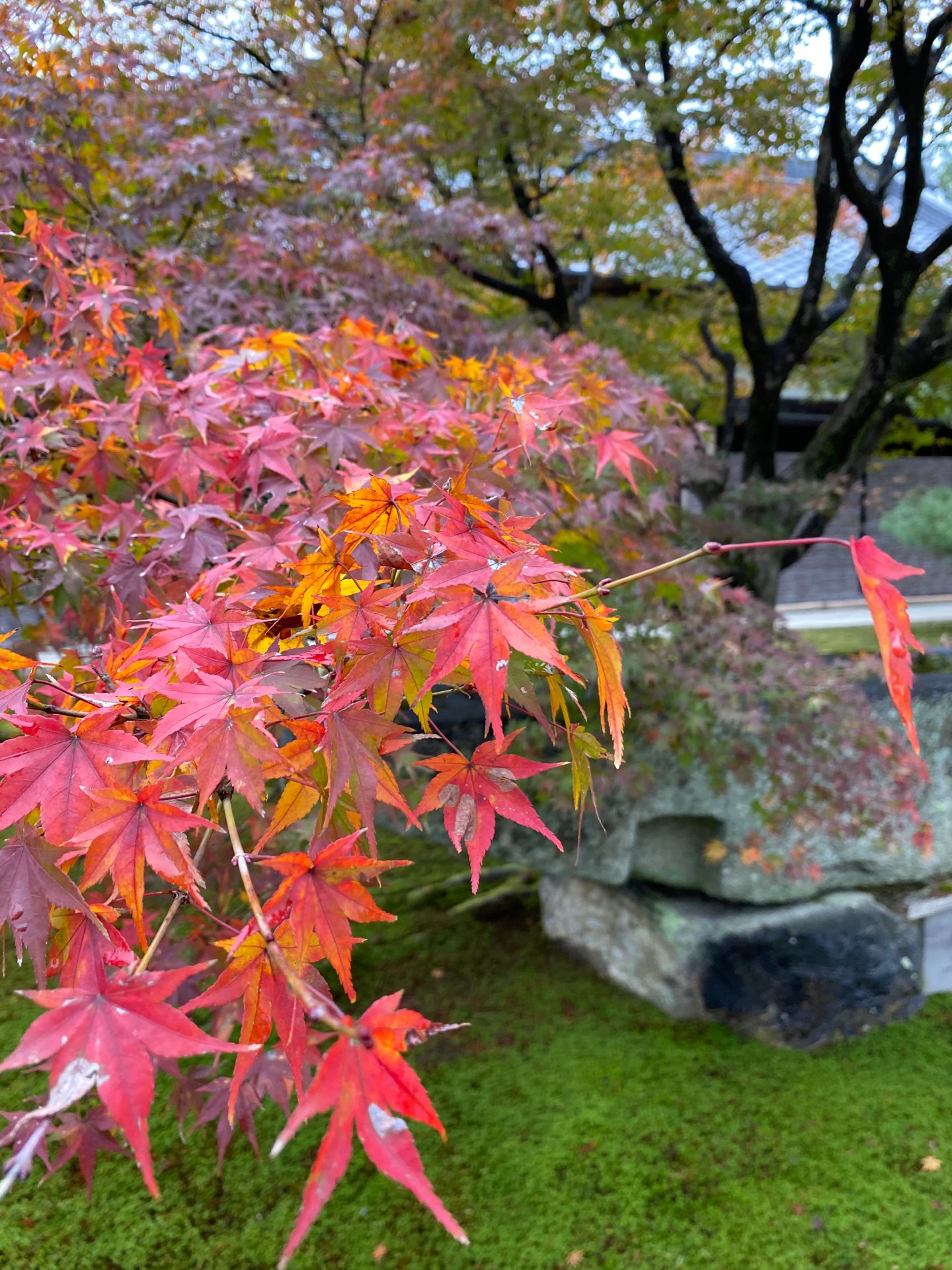 枯れた落ち葉さんのプロフィール画像