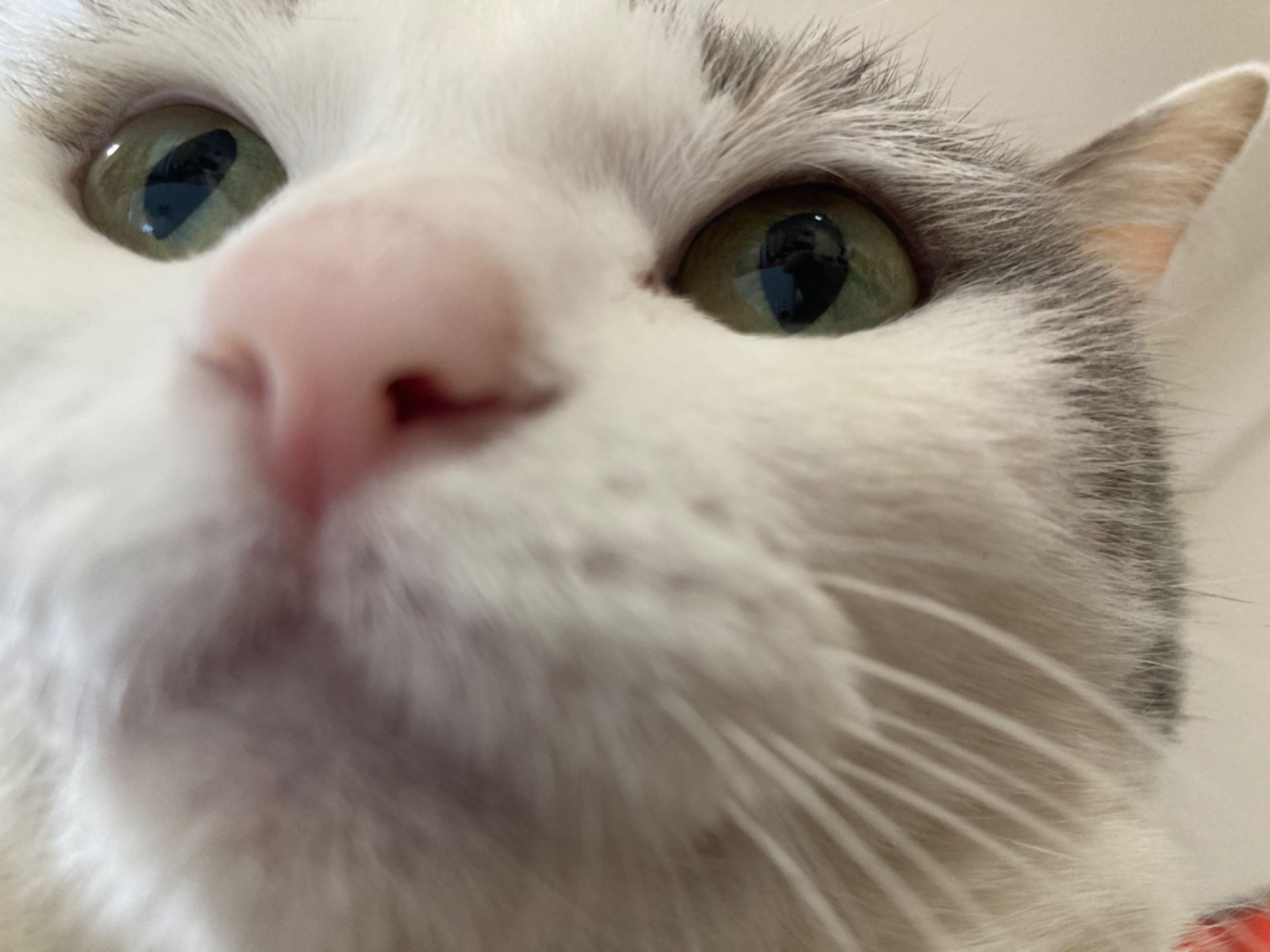 ✨尼寺崇✨さんのプロフィール画像