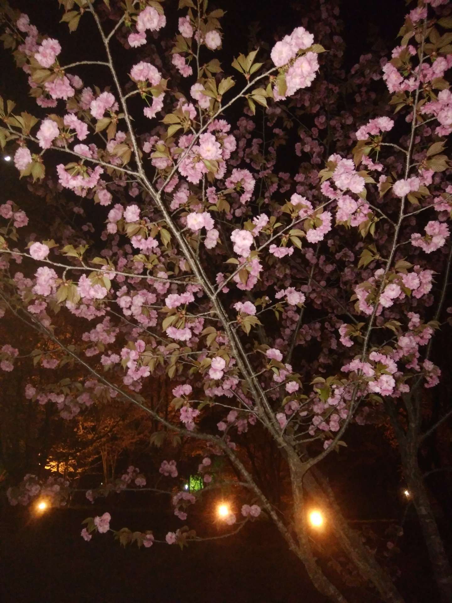 トキさんのプロフィール画像